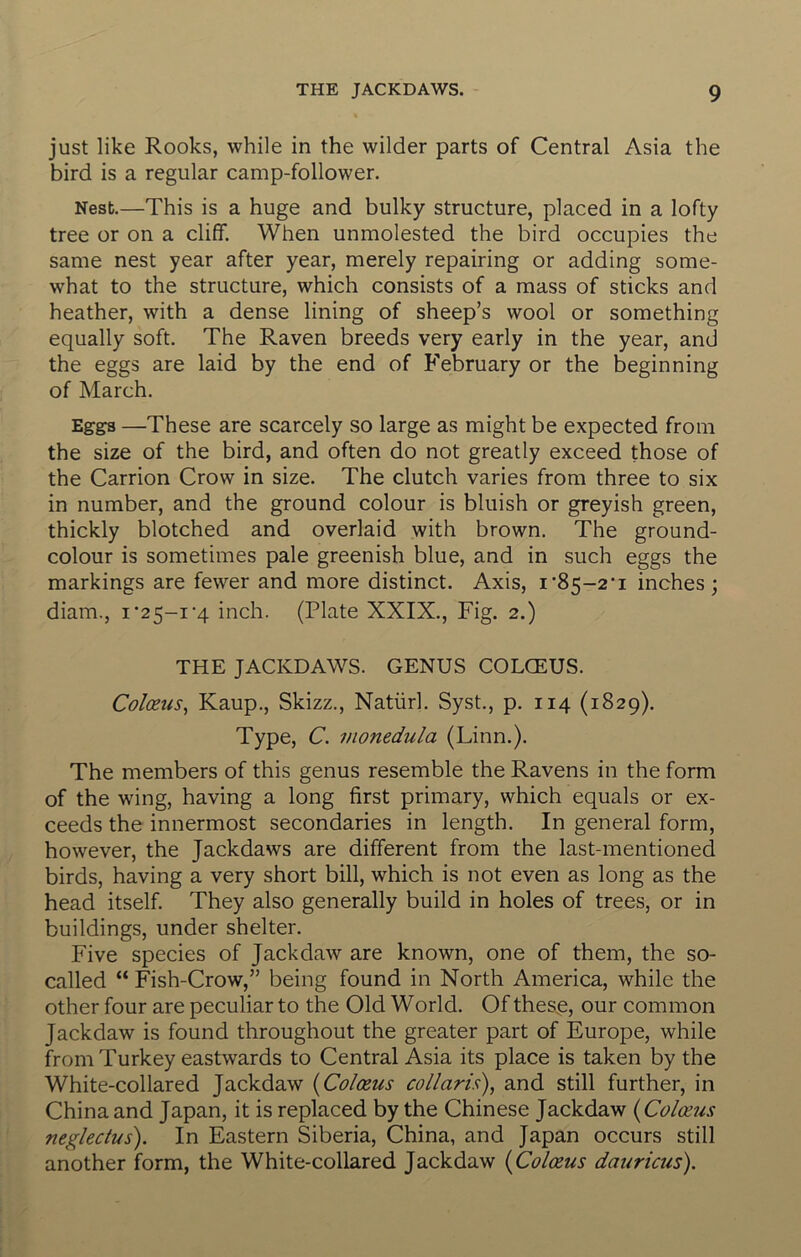 just like Rooks, while in the wilder parts of Central Asia the bird is a regular camp-follower. Nest.—This is a huge and bulky structure, placed in a lofty tree or on a cliff. When unmolested the bird occupies the same nest year after year, merely repairing or adding some- what to the structure, which consists of a mass of sticks and heather, with a dense lining of sheep’s wool or something equally soft. The Raven breeds very early in the year, and the eggs are laid by the end of February or the beginning of March. Eggs —These are scarcely so large as might be expected from the size of the bird, and often do not greatly exceed those of the Carrion Crow in size. The clutch varies from three to six in number, and the ground colour is bluish or greyish green, thickly blotched and overlaid with brown. The ground- colour is sometimes pale greenish blue, and in such eggs the markings are fewer and more distinct. Axis, i•85-2*1 inches; diam., i‘25-1 *4 inch. (Plate XXIX., Fig. 2.) THE JACKDAWS. GENUS COLCEUS. Colceus, Kaup., Skizz., Natiirl. Syst., p. 114 (1829). Type, C. monedula (Linn.). The members of this genus resemble the Ravens in the form of the wing, having a long first primary, which equals or ex- ceeds the innermost secondaries in length. In general form, however, the Jackdaws are different from the last-mentioned birds, having a very short bill, which is not even as long as the head itself. They also generally build in holes of trees, or in buildings, under shelter. Five species of Jackdaw are known, one of them, the so- called “ Fish-Crow,” being found in North America, while the other four are peculiar to the Old World. Of thesp, our common Jackdaw is found throughout the greater part of Europe, while from Turkey eastwards to Central Asia its place is taken by the White-collared Jackdaw {Colceus collaris), and still further, in China and Japan, it is replaced by the Chinese Jackdaw i^Coloius neglectus). In Eastern Siberia, China, and Japan occurs still another form, the White-collared Jackdaw {Colceus dauricus).