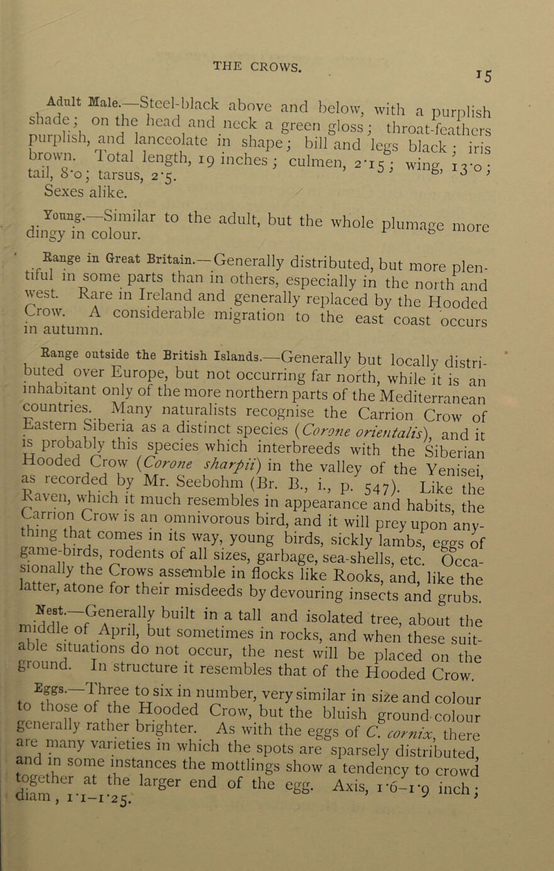 '5 Adnlt Male-Stcel-I)lack above and below, with a purplish shade, on the head and neck a green gloss; throat-feathers purplish, and lanceolate in shape; bill and legs black ■ iris brown. Total length, 19 inches; culmen, 2-15 ; wing ir-o- tail, 8-0; tarsus, 2-5. ’ Sexes alike. Toung.-Similar to the adult, but the whole plumage more dingy m colour. ^ ^ Range in Great Britain.—Generally distributed, but more plen- tiful m some parts than in others, especially in the north and west. Rare in Ireland and generally replaced by the Hooded Crow. A considerable migration to the east coast occurs in autumn. Range outside the British Islands.—Generally but locally distri- buted over Europe, but not occurring far north, while it is an inhabitant only of the more northern parts of the Mediterranean countries Many naturalists recognise the Carrion Crow of _ astern Siberia as a distinct species {Corone orientalis), and it IS probab^ this species which interbreeds with the Siberian Hooded Crow {Corone sharpH) in the valley of the Yenisei as recorded by Mr. Seebohm (Br. B., i., p. C47). uke the aven, wEich it much resembles in appearance and habits the C^arrion Crow is an omnivorous bird, and it will prey upon any- thing that comes in its way, young birds, sickly lambs, eggs of game-birds, rodents of all sizes, garbage, sea-shells, etc. Occa- sionally the Crows assemble in flocks like Rooks, and, like the latter, atone for their misdeeds by devouring insects and grubs. Nest.—Generally built in a tall and isolated tree, about the middle of Apri^ but sometimes in rocks, and when these suit- able situations do not occur, the nest will be placed on the ground. In structure it resembles that of the Hooded Crow. Eggs.—I hree to six in number, very similar in si'Ze and colour to those of the Hooded Crow, but the bluish ground colour generally rather brighter._ As with the eggs of C cormx, there aie many varieties in which the spots are sparsely distributed and in some instances the mottlings show a tendency to crowd ogether at the larger end of the egg. Axis, ro-ro inch • diam, I•1-1*25. iiik.li,