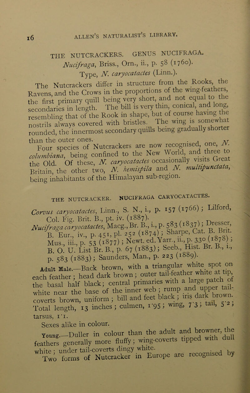 THE NUTCRACKERS. GENUS NUCIFRAGA. Nucifraga, Briss., Orn., ii., p. 5^ (1760). Type, N. caryocatacies (Linn.). The Nutcrackers differ in structure from the Rooks the Ravens, and the Crows in the proportions of the wing-feathers, the first primary quill being very short, and not equa secondariL in length. The bill is very thin conical, and long, resembling that of the Rook in shape, but of course having tlie nostrils always covered with bristles. The wing is somewha rounded, the innermost secondary quills being gradually shorter than the outer ones. ^ Four species of Nutcrackers are now recognised, one, iV. Columbia^, being confined to the New World ^ the Old. Of these, N. caryocatacies occasionally visits Oreat Britain, the other two, W. he?nispila and W. multipunctata, being inhabitants of the Himalayan sub-region. the nutcracker. NUCIFRAGA CARYOCATACTES. Corvus caryocatacies, Linn., S. N., 1., p. 157 (1766); Lilford, Col. Fig. Brit. B., pt. iv. (1887). „ / o x tt Nucifragacaryocatacies, Macg.,Br. B., 1., p. 583 i B. Eur., iv., p.45LPl- ^5^ (1874); Mus iii P 33 (1877); Newt. ed.Yarr., 11., p. 330 (1878 , B. a’ U.‘List Br. bVp. 67 (1883) 1 ^eeb H,, Br. B., 1., p. 583 (1883); Saunders, Man., p. 223 (iBBpp Adult Male.—Back brown, with a each feather ; head dark brown ; outer ^^^P^'^^Yar'Ie patch ^ the basal half black; central primaries with ^ white near the base of the inner web ; rump and upper tail Coverts brown, uniform ; bill and feet black dark brown. Total length, 13 inches; culmen, 1-95; wing, 7 3; tail, 5 , tarsus, IT. Sexes alike in colour. Young-Duller in colour than the adult and btower, the feathers generally more fluffy; wing-coverts tipped with du white • under tail-coverts dingy white. . Tw^ forms of Nutcracker in Europe are recognised by