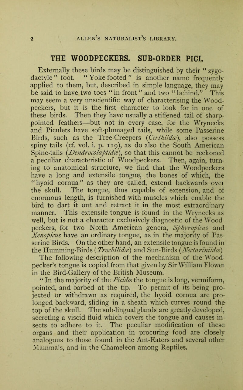 THE WOODPECKERS. SUB-ORDER PICI. Externally these birds may be distinguished by their “ zygo- dactyle” foot. “Yoke-footed” is another name frequently applied to them, but, described in simple language, they may be said to have two toes “in front ” and two “behind.” This may seem a very unscientific way of characterising the Wood- peckers, but it is the first character to look for in one of these birds. Then they have usually a stiffened tail of sharp- pointed feathers—but not in every case, for the Wrynecks and Piculets have soft-plumaged tails, while some Passerine Birds, such as the Tree-Creepers {Certhiidce), also possess spiny tails (cf. vol. i. p. 119), as do also the South American Spine-tails {De?idrocolaptidce), so that this cannot be reckoned a peculiar characteristic of Woodpeckers. Then, again, turn- ing to anatomical structure, we find that the Woodpeckers have a long and extensile tongue, the bones of which, the “hyoid cornua” as they are called, extend backwards ovei the skull. The tongue, thus capable of extension, and of enormous length, is furnished with muscles which enable the bird to dart it out and retract it in the most extraordinary manner. This extensile tongue is found in the Wrynecks as well, but is not a character exclusively diagnostic of the Wood- peckers, for two North American genera, Sphyropicus and Xenopicus have an ordinary tongue, as in the majority of Pas- serine Birds. On the other hand, an extensile tongue is found in the Humming-Birds (Trochilidce) and Sun-Birds i^Neciariniidcd) The following description of the mechanism of the Wood pecker’s tongue is copied from that given by Sir William Flowei in the Bird-Gallery of the British Museum. “ In the majority of the Picida the tongue is long, vermiform, pointed, and barbed at the tip. To permit of its being pro- jected or withdrawn as required, the hyoid cornua are pro- longed backward, sliding in a sheath which curves round the top of the skull. The sub-lingual glands are greatly developed, secreting a viscid fluid which covers the tongue and causes in- sects to adhere to it. The peculiar modification of these organs and their application in procuring food are closely analogous to those found in the Ant-Eaters and several other Mammals, and in the Chameleon among Reptiles.