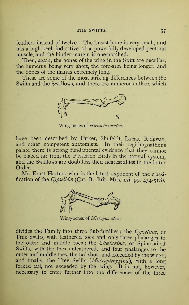 feathers instead of twelve. The breast-bone is very small, and has a high keel, indicative of a powerfully-developed pectoral muscle, and the hinder margin is one-notched. Then, again, the bones of the wing in the Swift are peculiar, the humerus being very short, the fore-arm being longer, and the bones of the manus extremely long. These are some of the most striking differences between the Swifts and the Swallows, and there are numerous others which Wing-bones of Hirundo rustica, have been described by Parker, Shufeldt, Lucas, Ridgway, and other competent anatomists. In their aegithognathous palate there is strong fundamental evidence that they cannot be placed far from the Passerine Birds in the natural system, and the Swallows are doubtless their nearest allies in the latter Order. Mr. Ernst Hartert, who is the latest exponent of the classi- fication of the Cypselidce (Cat. B. Brit. Mus. xvi. pp. 434-518), Wing-bones of Microptt-s apus. divides the Family into three Sub-families : the Cypselince, or True Swifts, with feathered toes and only three phalanges to the outer and middle toes ; the Chceturince^ or Spine-tailed Swifts, with the toes unfeathered, and four phalanges to the outer and middle toes, the tail short and exceeded by the wings; and finally, the Tree Swifts {Macropterygince\ with a long forked tail, not exceeded by the wing. It is not, however, necessary to enter further into the differences of the three