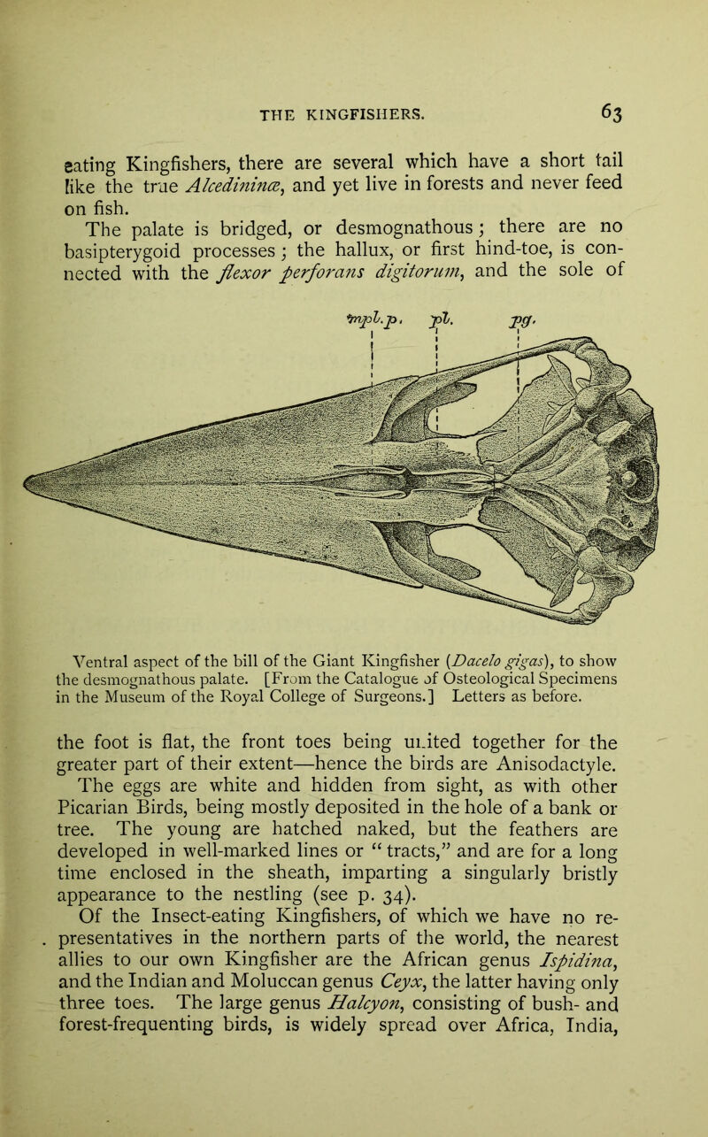 eating Kingfishers, there are several which have a short tail like the true AlcedinincE^ and yet live in forests and never feed on fish. The palate is bridged, or desmognathous; there are no basipterygoid processes ; the hallux, or first hind-toe, is con- nected with the flexor perforans digitorum^ and the sole of Ventral aspect of the bill of the Giant Kingfisher {Dacelo g/gas), to show the desmognathous palate. [From the Catalogue of Osteological Specimens in the Museum of the Royal College of Surgeons.] Letters as before. the foot is flat, the front toes being united together for the greater part of their extent—hence the birds are Anisodactyle. The eggs are white and hidden from sight, as with other Picarian Birds, being mostly deposited in the hole of a bank or tree. The young are hatched naked, but the feathers are developed in well-marked lines or “ tracts,” and are for a long time enclosed in the sheath, imparting a singularly bristly appearance to the nestling (see p. 34). Of the Insect-eating Kingfishers, of which we have no re- presentatives in the northern parts of the world, the nearest allies to our own Kingfisher are the African genus Ispidina^ and the Indian and Moluccan genus Ceyx^ the latter having only three toes. The large genus Halcyon^ consisting of bush- and forest-frequenting birds, is widely spread over Africa, India,