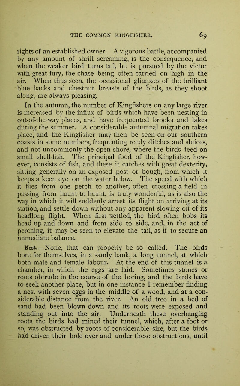 rights of an established owner. A vigorous battle, accompanied by any amount of shrill screaming, is the consequence, and when the weaker bird turns tail, he is pursued by the victor with great fury, the chase being often carried on high in the air. When thus seen, the occasional glimpses of the brilliant blue backs and chestnut breasts of the birds, as they shoot along, are always pleasing. In the autumn, the number of Kingfishers on any large river is increased by the influx of birds which have been nesting in out-of-the-way places, and have frequented brooks and lakes during the summer. A considerable autumnal migration takes place, and the Kingfisher may then be seen on our southern coasts in some numbers, frequenting reedy ditches and sluices, and not uncommonly the open shore, where the birds feed on small shell-fish. The principal food of the Kingfisher, how- ever, consists of fish, and these it catches with great dexterity, sitting generally on an exposed post or bough, from which it keeps a keen eye on the water below. The speed with which it flies from one perch to another, often crossing a field in passing from haunt to haunt, is truly wonderful, as is also the way in which it will suddenly arrest its flight on arriving at its station, and settle down without any apparent slowing off of its headlong flight. When first 'settled, the bird often bobs its head up and down and from side to side, and, in the act of perching, it may be seen to elevate the tail, as if to secure an immediate balance. Nest.—None, that can properly be so called. The birds bore for themselves, in a sandy bank, a long tunnel, at which both male and female labour. At the end of this tunnel is a chamber, in which the eggs are laid. Sometimes stones or roots obtrude in the course of the boring, and the birds have to seek another place, but in one instance I remember finding a nest with seven eggs in the middle of a wood, and at a con- siderable distance from the river. An old tree in a bed of sand had been blown down and its roots were exposed and standing out into the air. Underneath these overhanging roots the birds had mined their tunnel, which, after a foot or so, was obstructed by roots of considerable size, but the birds had driven their hole over and under these obstructions, until