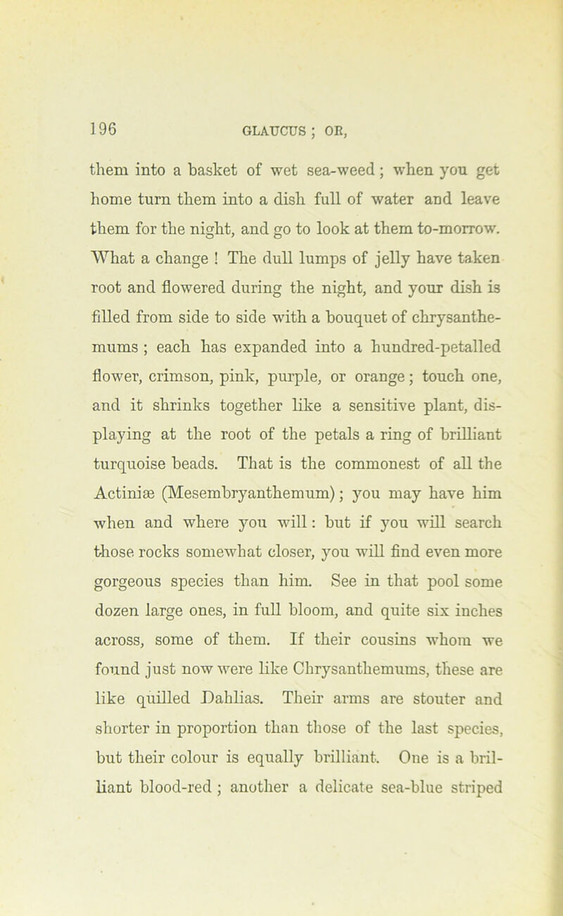 them into a basket of wet sea-weed; when you get home turn them into a dish full of water and leave them for the night, and go to look at them to-morrow. What a change ! The dull lumps of jelly have taken root and flowered during the night, and your dish is filled from side to side with a bouquet of chrysanthe- mums ; each has expanded into a hundred-petalled flower, crimson, pink, purple, or orange; touch one, and it shrinks together like a sensitive plant, dis- playing at the root of the petals a ring of brilliant turquoise beads. That is the commonest of aU the Actiniae (Mesembryanthemum); you may have him when and where you will: but if you wfll search those rocks somewhat closer, you will find even more gorgeous species than him. See in that pool some dozen large ones, in full bloom, and quite six inches across, some of them. If their cousins whom we found just now were like Chrysanthemums, these are like quilled Dahlias. Their arms are stouter and shorter in proportion than those of the last species, but their colour is equally brilliant. One is a bril- liant blood-red ; another a delicate sea-blue striped