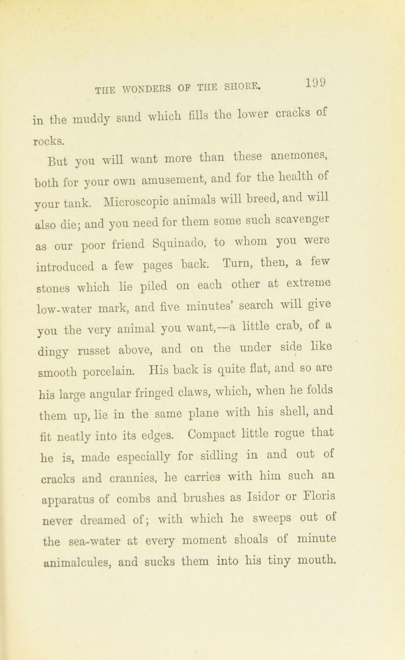 in the muddy sand which fiUs the lower cracks of rocks. But you wdll want more than these anemones, both for your owu amusement, and for the health of your tank. Microscopic animals will breed, and will also die; and you need for them some such scavenger as our poor friend Squinado, to whom you were introduced a few pages back. Turn, then, a few stones which lie piled on each other at extreme low-water mark, and five minutes search will give you the very animal you want,—a little crab, of a dingy russet above, and on the under side like smooth porcelain. His back is quite flat, and so are his large angular fringed claws, which, when he folds them up, lie in the same plane with his shell, and fit neatly into its edges. Compact little rogue that he is, made especially for sidling in and out of cracks and crannies, he carries with him such an apparatus of combs and brushes as Isidor or Tloris never dreamed of; with which he sweeps out of the sea-water at every moment shoals of minute animalcules, and sucks them into his tiny mouth.