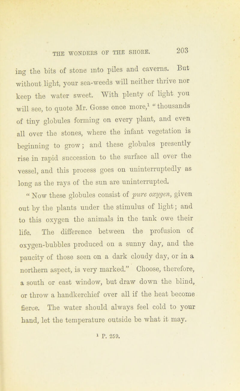 inf^ the hits of stone into piles and caverns. But O without light, your sea-weeds will neither thrive nor keep the water sweet. With plenty of light you will see, to quote Mr. Gosse once more,^ “ thousands of tiny globules forming on every plant, and even all over the stones, where the infant vegetation is beginning to grow 5 and these globules presently rise in rapid succession to the surface all over the vessel, and this process goes on uninterruptedly as long as the rays of the sun are uninterrupted. “ Now these globules consist of jpure oxygen, given out by the plants under the stimulus of light; and to this oxygen the animals in the tank owe their life. The difference between the profusion of oxygen-huhhles produced on a sunny day, and the paucity of those seen on a dark cloudy day, or in a northern aspect, is very marked.” Choose, therefore, a south or east window, hut draw down the blind, or throw a handkerchief over all if the heat become fierce. The water should always feel cold to your hand, let the temperature outside be what it may. 1 P. 259.