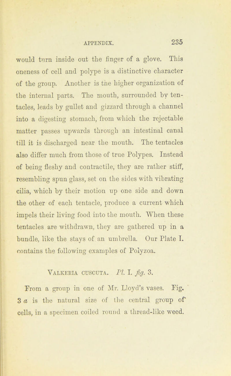 woxild tiirn inside out the finger of a glove. This oneness of cell and polype is a distinctive character of the group. Another is tne higher organization of the internal parts. The mouth, surrounded by ten- tacles, leads by gullet and gizzard through a channel into a digesting stomach, from which the rejectable matter passes upwards through an intestinal canal till it is discharged near the mouth. The tentacles also differ much from those of true Polypes. Instead of being fleshy and contractile, they are rather stiff, resembling spun glass, set on the sides with vibrating cUia, which by their motion up one side and down the other of each tentacle, produce a current which impels their living food into the mouth. When these tentacles are withdrawn, they are gathered up in a bundle, like the stays of an umbrella. Our Plate I. contains the following examples of Polyzoa. Valkeria cuscuta. FI. I. fig. 3. Prom a group in one of Mr. Lloyd’s vases. Pig. 3 a is the natural size of the central group of cells, in a specimen coiled round a thread-like weed.