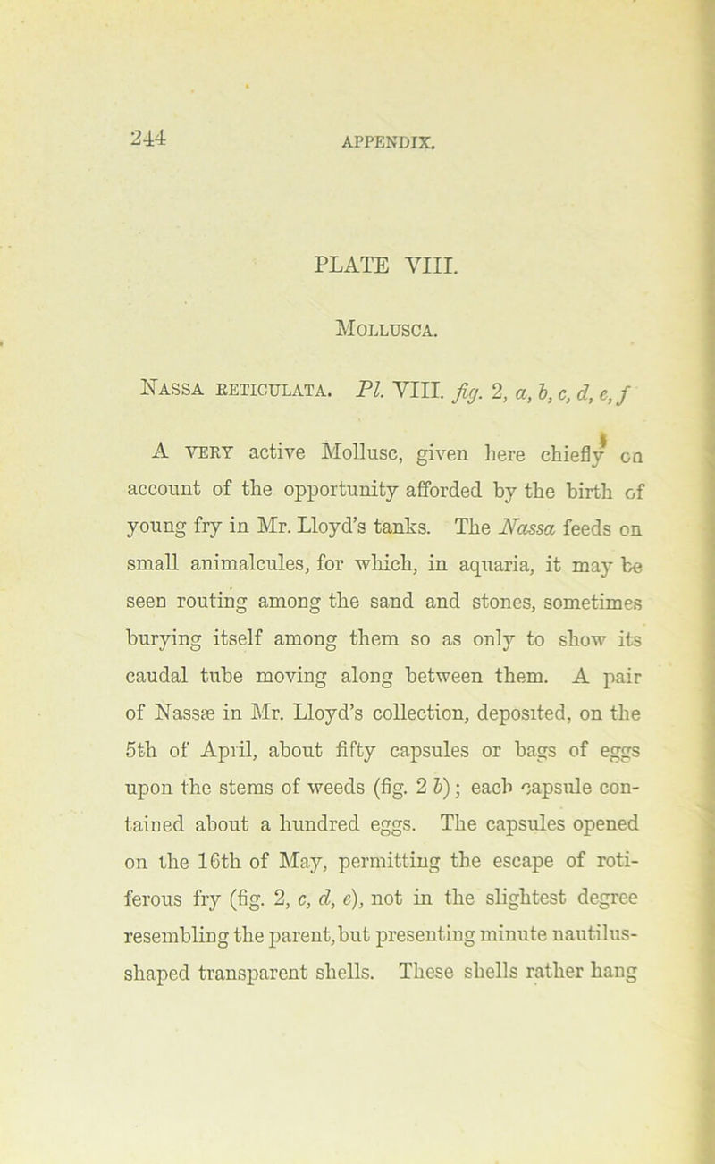 PLATE Vlir. jMollusca. ILassa eeticulata. pi. VIII. fig. 2, a, h, c, d, ej A VERT active Mollusc, given here chiefly cq account of the opportunity afforded by the birth of young fry in Mr. Lloyd’s tanks. The Nassa feeds on small animalcules, for which, in aquaria, it may be seen routing among the sand and stones, sometimes burying itself among them so as only to show its caudal tube moving along between them. A pair of iSTassce in Mr. Lloyd’s collection, deposited, on the 5th of April, about fifty capsules or bags of eggs upon the stems of weeds (fig. 2 h); each capsule con- tained about a hundred eggs. The capsules opened on the 16th of May, permitting the escape of roti- ferous fry (fig. 2, c, d, e), not in the slightest degree resembling the parent,but presenting minute nautilus- shaped transparent shells. These shells rather hang