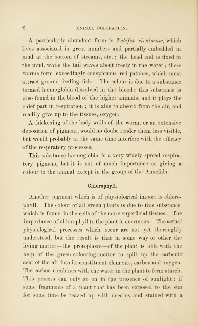 A particularly abundant form is Tub if ex rivulorum, which lives associated in great numbers and partially embedded in mud at the bottom of streams, etc. ; the head end is fixed in the mud, while the tail waves about freely in the water ; these worms form exceedingly conspicuous red patches, which must attract ground-feeding fish. The colour is due to a substance termed haemoglobin dissolved in the blood ; this substance is also found in the blood of the higher animals, and it plays the chief part in respiration ; it is able to absorb from the air, and readily give up to the tissues, oxygen. A thickening of the body walls of the worm, or an extensive deposition of pigment, would no doubt render them less visible, but would probably at the same time interfere with the efficacy of the respiratory processes. This substance haemoglobin is a very widely spread respira- tory pigment, but it is not of much importance as giving a colour to the animal except in the group of the Annelids. Chlorophyll. Another pigment which is of physiological import is chloro- phyll. The colour of all green plants is due to this substance; which is found in the cells of the more superficial tissues. The importance of chlorophyll to the plant is enormous. The actual physiological processes which occur are not yet thoroughly understood, but the result is that in some wav or other the living matter—the protoplasm—of the plant is able with the help of the green colouring-matter to split up the carbonic' acid of the air into its constituent elements, carbon and oxygen. The carbon combines with the water in the plant to form starch. This process can only go on in tjie presence of sunlight : if some fragments of a plant that has been exposed to the sun for some time be teazed up with needles, and stained with a