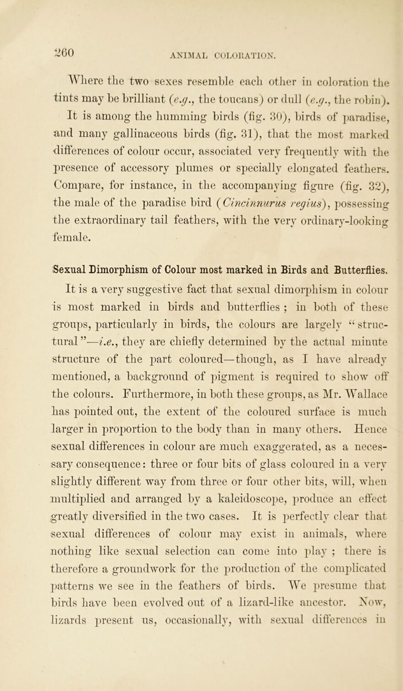 Where the two sexes resemble each other in coloration the tints may be brilliant (e.g., the toucans) or dull (e.g., the robin). It is among the humming birds (fig. 30), birds of paradise, and many gallinaceous birds (fig. 31), that the most marked differences of colour occur, associated very frequently with the presence of accessory plumes or specially elongated feathers. Compare, for instance, in the accompanying figure (fig. 32), the male of the paradise bird ( Cincinnurus regius), possessing the extraordinary tail feathers, with the very ordinary-looking female. Sexual Dimorphism of Colour most marked in Birds and Butterflies. It is a very suggestive fact that sexual dimorphism in colour is most marked in birds and butterflies ; in both of these groups, particularly in birds, the colours are largely “ struc- tural ”—i.e., they are chiefly determined by the actual minute structure of the part coloured—though, as I have already mentioned, a background of pigment is required to show off the colours. Furthermore, in both these groups, as Mr. Wallace has pointed out, the extent of the coloured surface is much larger in proportion to the body than in many others. Hence sexual differences in colour are much exaggerated, as a neces- sary consequence: three or four bits of glass coloured in a very slightly different way from three or four other bits, will, when multiplied and arranged by a kaleidoscope, produce an effect greatly diversified in the two cases. It is perfectly clear that sexual differences of colour may exist in animals, where nothing like sexual selection can come into play ; there is therefore a groundwork for the production of the complicated patterns we see in the feathers of birds. We presume that birds have been evolved out of a lizard-like ancestor. Xow, lizards present us, occasionally, with sexual differences in