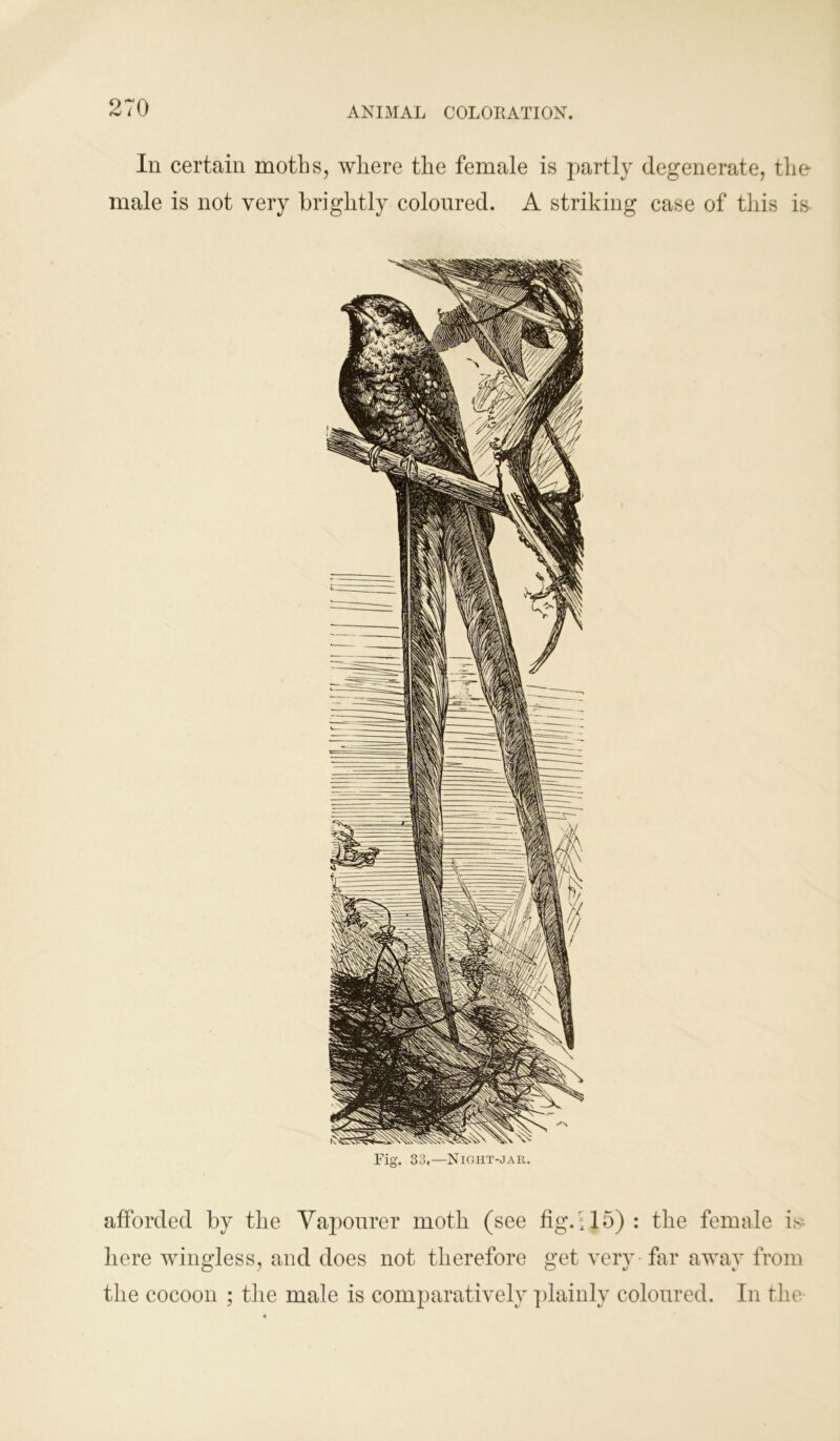 In certain moths, where the female is partly degenerate, the male is not very brightly coloured. A striking case of this is Fig. 33.—Night-jar. afforded by the Vapourer moth (see fig. A 5): the female is* here wingless, and does not therefore get very far away from the cocoon ; the male is comparatively plainly coloured. In the