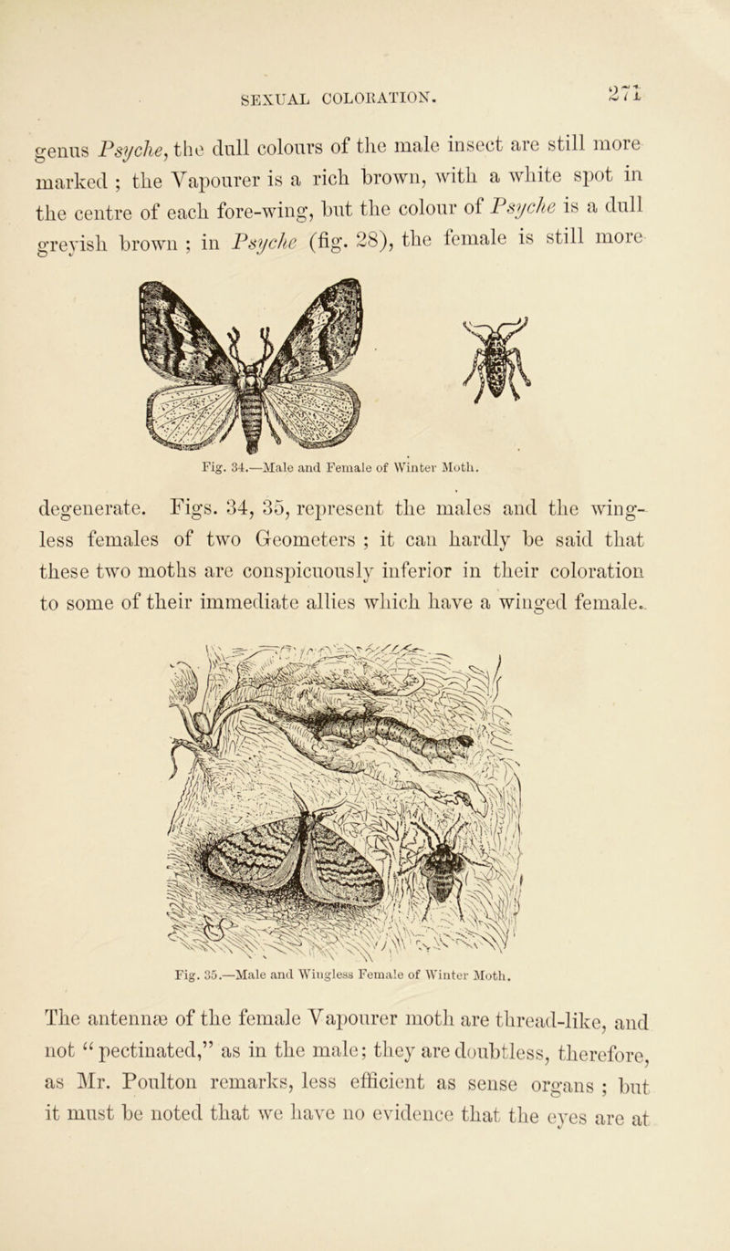 genus Psyche, the dull colours of the male insect are still more marked ; the Vapourer is a rich brown, with a white spot in the centre of each fore-wing, but the colour of Psyche is a dull greyish brown ; in Psyche (fig* 28), the female is still moie Fig. 34.—Male and Female of Winter Moth. degenerate. Figs. 34, 35, represent the males and the wing- less females of two Geometers ; it can hardly be said that these two moths are conspicuously inferior in their coloration to some of their immediate allies which have a winged female. Fig. 35.—Male and Wingless Female of Winter Moth. The antennas of the female Vapourer moth are thread-like, and not “pectinated,” as in the male; they are doubtless, therefore, as Mr. Poulton remarks, less efficient as sense organs ; but it must be noted that we have no evidence that the eyes are at
