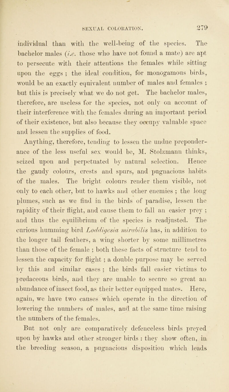 individual than with the well-being of the species. The bachelor males (i.e. those who have not found a mate) are apt to persecute with their attentions the females while sittings upon the eggs ; the ideal condition, for monogamous birds, would be an exactly equivalent number of males and females ; but this is precisely what we do not get. The bachelor males, therefore, are useless for the species, not only on account of their interference with the females during an important period of their existence, but also because they occupy valuable space and lessen the supplies of food. Anything, therefore, tending to lessen the undue preponder- ance of the less useful sex would be, M. Stolzmann thinks, seized upon and perpetuated by natural selection. Hence the gaudy colours, crests and spurs, and pugnacious habits, of the males. The bright colours render them visible, not only to each other, but to hawks and other enemies ; the long* plumes, such as we find in the birds of paradise, lessen the rapidity of their flight, and cause them to fall an easier prey ; and thus the equilibrium of the species is readjusted. The curious humming bird Loddigesia mirabilis has, in addition to the longer tail feathers, a wing shorter by some millimetres than those of the female ; both these facts of structure tend to lessen the capacity for flight ; a double purpose may be served by this and similar cases ; the birds fall easier victims to predaceous birds, and they are unable to secure so great an abundance of insect food, as their better equipped mates. Here, again, we have two causes which operate in the direction of lowering the numbers of males, and at the same time raising the numbers of the females. But not only are comparatively defenceless birds preyed upon by hawks and other stronger birds : they show often, in the breeding season, a pugnacious disposition which leads
