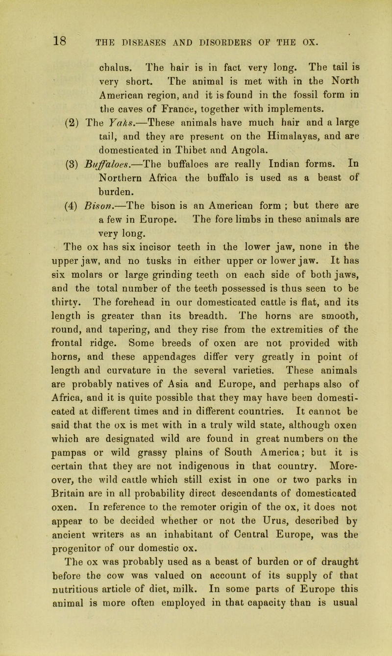 chains. The hair is in fact very long. The tail is very short. The animal is met with in the North American region, and it is found in the fossil form in the caves of France, together with implements. (2) The Yaks.—These animals have much hair and a large tail, and they are present on the Himalayas, and are domesticated in Thibet and Angola. (3) Buffaloes.—The buffaloes are really Indian forms. In Northern Africa the buffalo is used as a beast of burden. (4) Bison.—The bison is an American form ; but there are a few in Europe. The fore limbs in these animals are very long. The ox has six incisor teeth in the lower jaw, none in the upper jaw, and no tusks in either upper or lower jaw. It has six molars or large grinding teeth on each side of both jaws, and the total number of the teeth possessed is thus seen to be thirty. The forehead in our domesticated cattle is flat, and its length is greater than its breadth. The horns are smooth, round, and tapering, and they rise from the extremities of the frontal ridge. Some breeds of oxen are not provided with horns, and these appendages differ very greatly in point of length and curvature in the several varieties. These animals are probably natives of Asia and Europe, and perhaps also of Africa, and it is quite possible that they may have been domesti- cated at different times and in different countries. It cannot be said that, the ox is met with in a truly wild state, although oxen which are designated wild are found in great numbers on the pampas or wild grassy plains of South America; but it is certain that they are not indigenous in that country. More- over, the wild cattle which still exist in one or two parks in Britain are in all probability direct descendants of domesticated oxen. In reference to the remoter origin of the ox, it does not appear to be decided whether or not the Urus, described by ancient writers as an inhabitant of Central Europe, was the progenitor of our domestic ox. The ox was probably used as a beast of burden or of draught before the cow was valued on account of its supply of that nutritious article of diet, milk. In some parts of Europe this animal is more often employed in that capacity than is usual