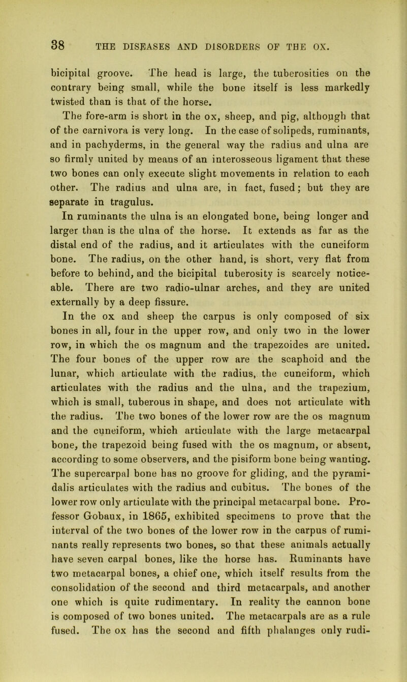 bicipital groove. The head is large, the tuberosities on the contrary being small, while the bone itself is less markedly twisted than is that of the horse. The fore-arm is short in the ox, sheep, and pig, although that of the carnivora is very long. In the case of solipeds, ruminants, and in pachyderms, in the general way the radius and ulna are so firmly united by means of an interosseous ligament that these two bones can only execute slight movements in relation to each other. The radius and ulna are, in fact, fused; but they are separate in tragulus. In ruminants the ulna is an elongated bone, being longer and larger than is the ulna of the horse. It extends as far as the distal end of the radius, and it articulates with the cuneiform bone. The radius, on the other hand, is short, very flat from before to behind, and the bicipital tuberosity is scarcely notice- able. There are two radio-ulnar arches, and they are united externally by a deep fissure. In the ox and sheep the carpus is only composed of six bones in all, four in the upper row, and only two in the lower row, in which the os magnum and the trapezoides are united. The four bones of the upper row are the scaphoid and the lunar, which articulate with the radius, the cuneiform, which articulates with the radius and the ulna, and the trapezium, which is small, tuberous in shape, and does not articulate with the radius. The two bones of the lower row are the os magnum and the cuneiform, which articulate with the large metacarpal bone, the trapezoid being fused with the os magnum, or absent, according to some observers, and the pisiform bone being wanting. The supercarpal bone has no groove for gliding, and the pyrami- dalis articulates with the radius and cubitus. The bones of the lower row only articulate with the principal metacarpal bone. Pro- fessor Gobaux, in 1865, exhibited specimens to prove that the interval of the two bones of the lower row in the carpus of rumi- nants really represents two bones, so that these animals actually have seven carpal bones, like tbe horse has. Ruminants have two metacarpal bones, a chief one, which itself results from the consolidation of the second and third metacarpals, and another one which is quite rudimentary. In reality the cannon bone is composed of two bones united. The metacarpals are as a rule fused. The ox has the second and fifth phalanges only rudi-