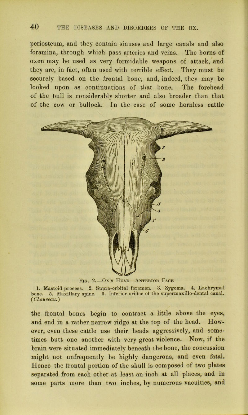 periosteum, and they contain sinuses and large canals and also foramina, through which pass arteries and veins. The horns of oxen may be used as very formidable weapons of attack, and they are, in fact, often used with terrible effect. They must be securely based on the frontal bone, and, indeed, they may be looked upon as continuations of that bone. The forehead of the bull is considerably shorter and also broader than that of the cow or bullock. In the case of some hornless cattle 1. Mastoid process. 2. Supra-orbital foramen. 3. Zygoma. 4. Lachrymal bone. 5. Maxillary spine. 6. Inferior orifice of the supermaxillo-dental canal. (Chauveau.) the frontal bones begin to contract a little above the eyes, and end in a rather narrow ridge at the top of the head. How- ever, even these cattle use their heads aggressively, and some- times butt one another with very great violence. Now, if the brain were situated immediately beneath the bone, the concussion might not unfrequently be highly dangerous, and even fatal. Hence the frontal portion of the skull is composed of two plates separated from each other at least an inch at all places, and in some parts more than two inches, by numerous vacuities, and