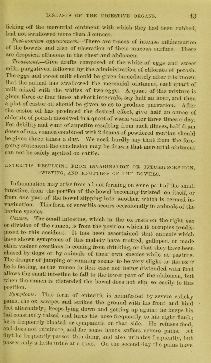 licking off the mercurial ointment with which they had been rubbed, had not swallowed more than 3 ounces. Post-mortem appearances.—There are traces of intense inflammation of the bowels and also of ulceration of their mucous surface. There arc dropsical effusions in the chest and abdomen. Treatment,—G-ive drafts composed of the white of eggs and sweet milk, purgatives, followed by the administration of chlorate of potash. The eggs and sweet milk should be given immediately after it is known that the animal has swallowed the mercurial ointment, each quart of mill, mixed with the whites of two eggs. A quart of this mixture is given three or four times at short intervals, say half an hour, and then a pint of castor oil should be given so as to produce purgation. After the castor oil has produced the desired effect, give half an ounce of chlorate ot potash dissolved in a quart of warm water three times a day. For debility and want of appetite resulting from such illness, half-dram doses of nux vomica combined with 2 drams of powdered gentian should be given three times a day. We need hardly say that from the fore- going statement the conclusion may be drawn that mercurial ointment can not be safely applied on cattle. ENTERITIS RESULTING FROM INVAGINATION OR INTUSSUSCEPTION, TWISTING, AND KNOTTING OF THE BOWELS. Inflammation may arise from a knot forming on some part of the small intestine, from the portion of the bowel becoming twisted oil itself, or from one part of the bowel slipping into another, which is termed in- vagination. This form of enteritis occurs occasionally in animals of the bovine species. Causes.—The small intestine, which in the ox rests on the right sac or division of the rumen, is from the position which it occupies predis- poses. lO this accident. It has been ascertained that animals which have shown symptoms of this malady have trotted, galloped, or made other violent exertions in coming from drinking, or that they have been chased by dogs or by animals of their own species while at pasture. The danger of jumping or running seems to be very slight to the ox if he is lasting, as the rumen in that case not being distended with food allows the small intestine to fall to the lower part of the abdomen, but when the rumen is distended the bowel does not slip so easily to this position. Symptoms.—This form of enteritis is manifested by severe colicky pains, ihe ox scrapes and strikes the ground with his front and hind feet alternately; keeps lying down and getting up again; he keeps his taii constantly raised and turns his nose frequently to his right flank; he is frequently bloated or tympanitic on that side. He refuses food,' ami does not ruminate, and for some hours suffers severe pains. At first he frequently passes thin dung, and also urinates frequently, but passes only a little urine at a time. On the second day the pains have
