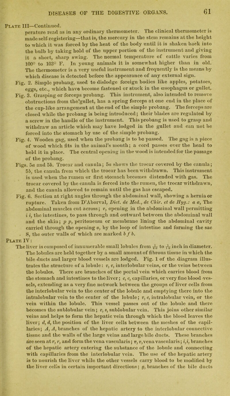 Plate III—Continued. perature read, as in any ordinary thermometer. The clinical thermometer is made self-registering—that is, the mercury in the stem remains at the height to which it was forced by the heat of the body until it is shaken hack into the bulb by taking hold of the upper portion of the instrument and giving it a short, sharp swing. The normal temperature of cattle varies from 100° to 103° F. In young animals it is somewhat higher than in old. The thermometer is a very useful instrument and frequently is the means by which disease is detected before the appearance of any external sign. Fig. 2. Simple probang, used to dislodge foreign bodies like apples, potatoes, eo-trs. etc., which have become fastened or stuck in the oesophagus or gullet. Fig. 3. Grasping or forceps probang. This instrument, also intended to remove obstructions from the*gullet, has a spring forceps at one end in the place of the cup-like arrangement at the end of the simple probang. The forceps are closed while the probang is being introduced; their blades are regulated by a screw in the handle of the instrument. This probang is used to grasp and withdraw an article which may have lodged in the gullet and can not be forced into the stomach by use of the simple probang. Fig. 4. Wooden gag, used when the probang is to bo passed. The gag is a piece of wood which fits in the animal’s mouth; a cord passes over the head to hold it in place. The central opening in the wood is intended for the passage of the probang. Figs. 5a and 5b. Trocar and canula; 5a shows the trocar covered by the canula; 5b, the canula from which the trocar has been withdrawn. This instrument is used when the rumen or first stomach becomes distended with gas. The trocar covered by the canula is forced into the rumen, the trocar withdrawn, and the canula allowed to remain until the gas has escaped. Fig. 6. Section at right angles through the abdominal wall, showing a hernia or rupture. Taken from D’Aborval, Diet, de Med., dc Chir. ct de Hyg.: a a, The abdominal muscles cut across; v, opening in the abdominal wall permitting i i, the intestines, to pass through and outward between the abdominal wall and the skin; p p, peritoneum or membrane lining the abdominal cavity carried through the opening o, by the loop of intestine and forming the sac . S, the outer walls of which are marked bf b. Plate IV: The liver is composed of innumerable small lobules from /0- to -fa inch in diameter. The lobules arc held together by a small amount of fibrous tissue in which the bile ducts and larger blood vessels are lodged. Fig. 1 of the diagram illus- trates the structure of a lobule: v, v, interlobular veins, or the veins between the lobules. There are branches of the portal vein which carries blood from the stomach and intestines to the liver; c, c, capillaries, or very fine blood ves- sels, extending as a very fine network between the groups of liver cells from the interlobular vein to the center of the lobule and emptying there into the intralobular vein to the center of the lobule; v, c, intralobular vein, or the vein within the lobule. This vessel passes out of the lobule and there becomes the sublobular vein; v, s, sublobular vein. This joins other similar veins and helps to form the hepatic vein through which the blood leaves the liver; d, d, the position of the liver cells between the meshes of the capil- laries; A, A, branches of the hepatic artery to the interlobular connective tissue and the walls of the large veins and large bile ducts. These branches are seen at r, r, and form the vena vascularis; v, v, vena vascularis; i,i, branches of the hepatic artery entering the substance of the lobule and connecting with capillaries from the interlobular vein. The use of the hepatic artery is to nourish the liver while the other vessels carry blood to be modified by the liver cells in certain important directions; g, branches of the bile ducts