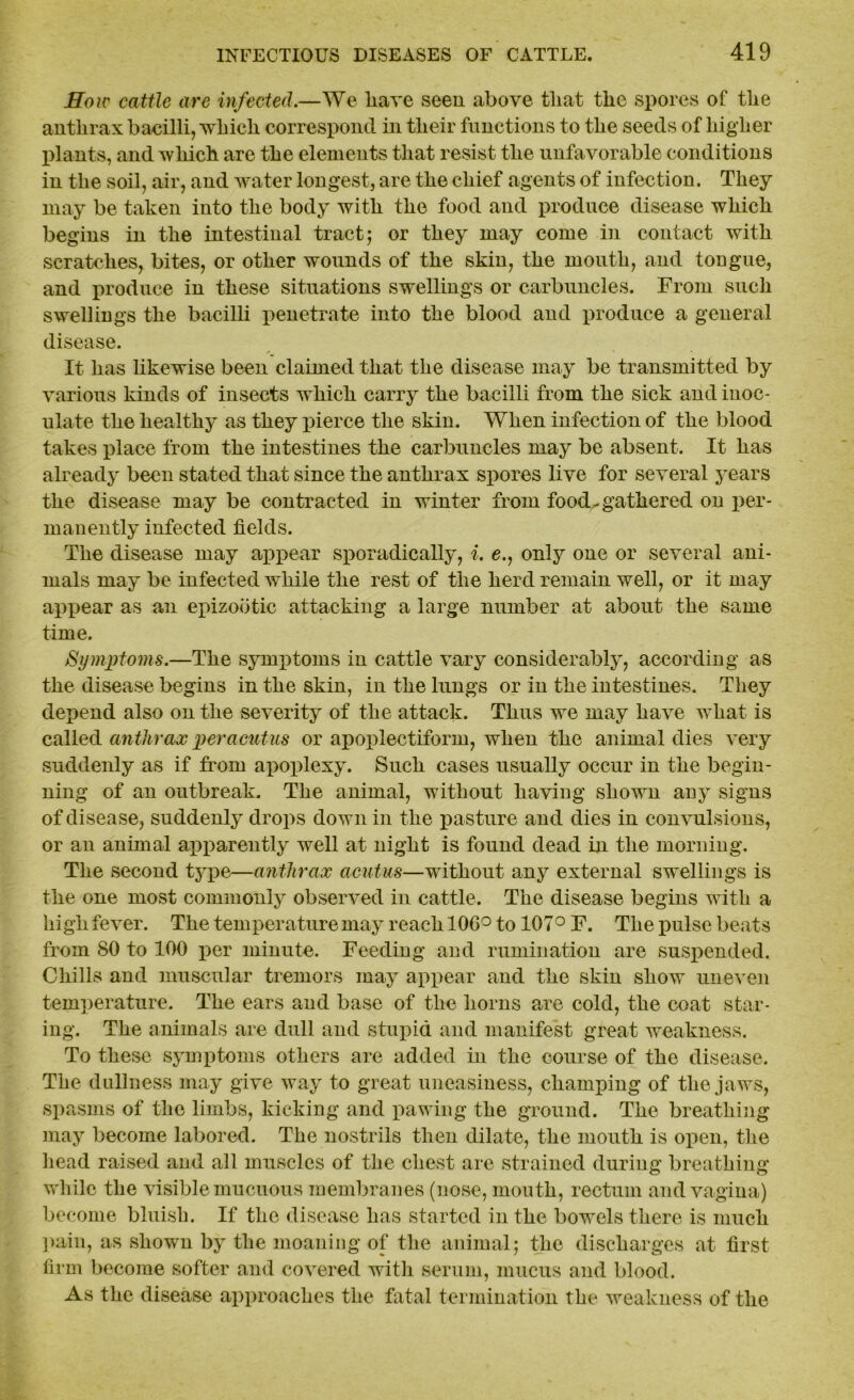 How cattle are infected.—We have seen above that the spores of the anthrax bacilli, which correspond in their functions to the seeds of higher plants, and which are the elements that resist the unfavorable conditions in the soil, air, and water longest, are the chief agents of infection. They may be taken into the body with the food and produce disease which begins in the intestinal tract; or they may come in contact with scratches, bites, or other wounds of the skin, the mouth, and tongue, and produce in these situations swellings or carbuncles. From such swellings the bacilli penetrate into the blood and produce a general disease. It has likewise been claimed that the disease may be transmitted by various kinds of insects which carry the bacilli from the sick and inoc- ulate the healthy as they pierce the skin. When infection of the blood takes place from the intestines the carbuncles may be absent. It has already been stated that since the anthrax spores live for several years the disease may be contracted in winter from food^ gathered on per- manently infected fields. The disease may appear sporadically, i. e., only one or several ani- mals may be infected while the rest of the herd remain well, or it may appear as an epizootic attacking a large number at about the same time. Symptoms.—The symptoms in cattle vary considerably, according as the disease begins in the skin, in the lungs or in the intestines. They depend also on the severity of the attack. Thus we may have what is called anthrax peracutus or apoplectiform, when the animal dies very suddenly as if from apoplexy. Such cases usually occur in the begin- ning of an outbreak. The animal, without having shown any signs of disease, suddenly drops down in the pasture and dies in convulsions, or an animal apparently well at night is found dead in the morning. The second type—anthrax acutus—without any external swellings is the one most commonly observed in cattle. The disease begins with a high fever. The temperature may reach 10G° to 107° F. The pulse beats from 80 to 100 per minute. Feeding and rumination are suspended. Chills and muscular tremors may appear and the skin show uneven temperature. The ears and base of the horns are cold, the coat star- ing. The animals are dull and stupid and manifest great weakness. To these symptoms others are added in the course of the disease. The dullness may give way to great uneasiness, champing of the jaws, spasms of the limbs, kicking and pawing the ground. The breathing may become labored. The nostrils then dilate, the mouth is open, the head raised and all muscles of the chest are strained during breathing while the visible mucuous membranes (nose, mouth, rectum and vagina) become bluish. If the disease has started in the bowels there is much pain, as shown by the moaning of the animal; the discharges at first firm become softer and covered with serum, mucus and blood. As the disease approaches the fatal termination the weakness of the