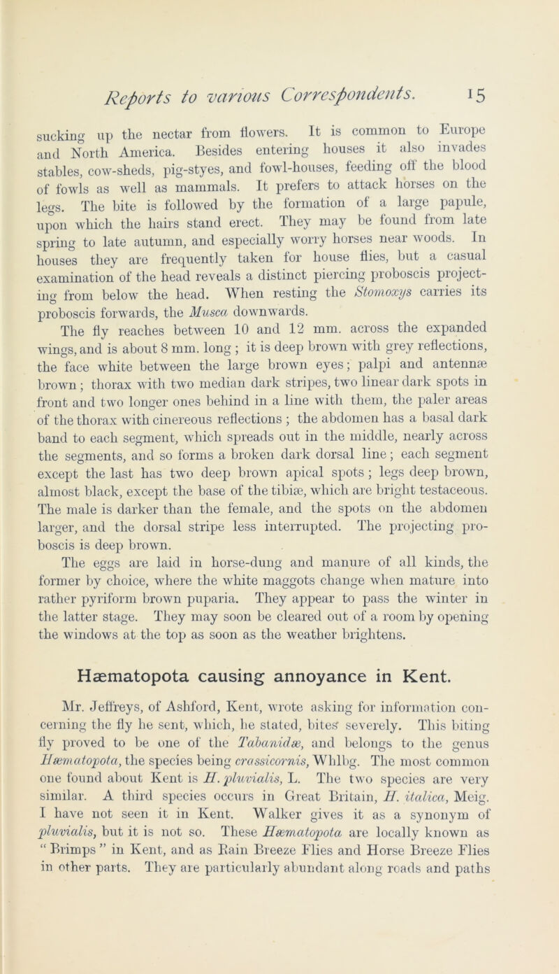 sucking up the nectar from flowers. It is common to Europe and North America. Besides entering houses it also invades stables, cow-sheds, pig-styes, and fowl-houses, feeding off the blood of fowls as well as mammals. It prefers to attack horses on the legs. The bite is followed by the formation of a large papule, upon which the hairs stand erect. They may be found from late spring to late autumn, and especially worry horses near woods. In houses they are frequently taken tor house flies, but a casual examination of the head reveals a distinct piercing proboscis project- ing from below the head. When resting the Stomoxys carries its proboscis forwards, the Muscct downwards. The fly reaches between 10 and 12 mm. across the expanded wings, and is about 8 mm. long ; it is deep brown with grey reflections, the face white between the large brown eyes; palpi and antenme brown ; thorax with two median dark stripes, two linear dark spots in front and two longer ones behind in a line with them, the paler areas of the thorax with cinereous reflections ; the abdomen has a basal dark band to each segment, which spreads out in the middle, nearly across the segments, and so forms a broken dark dorsal line; each segment except the last has two deep brown apical spots ; legs deep brown, almost black, except the base of the tibiae, which are bright testaceous. The male is darker than the female, and the spots on the abdomen larger, and the dorsal stripe less interrupted. The projecting pro- boscis is deep brown. The eggs are laid in horse-dung and manure of all kinds, the former by choice, where the white maggots change when mature into rather pyriform brown puparia. They appear to pass the winter in the latter stage. They may soon be cleared out of a room by opening the windows at the top as soon as the weather brightens. Haematopota causing annoyance in Kent. Mr. Jeffreys, of Ashford, Kent, wrote asking for information con- cerning the fly he sent, which, he stated, bites severely. This biting fly proved to be one of the Tcibanidse, and belongs to the genus Hmmatopota, the species being crassicornis, Whlbg. The most common one found about Kent is H. pluvialis, L. The two species are very similar. A third species occurs in Great Britain, IT. italica, Meig. I have not seen it in Kent. Walker gives it as a synonym of pluvialis, but it is not so. These Hsematopota are locally known as “ Brimps ” in Kent, and as Bain Breeze Elies and Horse Breeze Elies in other parts. They are particularly abundant along roads and paths