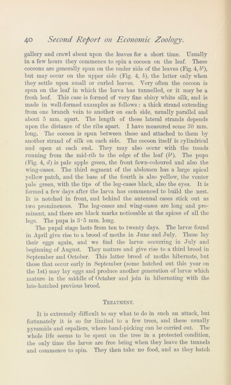 gallery and crawl about upon the leaves for a short time. Usually in a few hours they commence to spin a cocoon on the leaf. These cocoons are generally spun on the under side of the leaves (Fig. 4, bl), but may occur on the upper side (Fig. 4, b), the latter only when they settle upon small or curled leaves. Very often the cocoon is spun on the leaf in which the larva has tunnelled, or it may be a fresh leaf. This case is formed of very fine shiny white silk, and is made in well-formed examples as follows : a thick strand extending from one branch vein to another on each side, usually parallel and about 5 mm. apart. The length of these lateral strands depends upon the distance of the ribs apart. I have measured some 30 mm. long. The cocoon is spun between these and attached to them by another strand of silk on each side. The cocoon itself is cylindrical and open at each end. They may also occur with the treads running from the mid-rib to the edge of the leaf (51). The pupa (Fig. 4, cl) is pale apple green, the front fawn-coloured and also the wing-cases. The third segment of the abdomen has a large apical yellow patch, and the base of the fourth is also yellow, the venter pale green, with the tips of the leg-cases black, also the eyes. It is formed a few days after the larva has commenced to build the nest. It is notched in front, and behind the antennal cases stick out as two prominences. The leg-cases and wing-cases are long and pro- minent, and there are black marks noticeable at the apices of all the legs. The pupa is 3 • 5 mm. long. The pupal stage lasts from ten to twenty days. The larvae found in April give rise to a brood of moths in June and July. These lay their eggs again, and we find the larvae occurring in July and beginning of August. They mature and give rise to a third brood in September and October. This latter brood of moths hibernate, but those that occur early in September (some hatched out this year on the 1st) may lay eggs and produce another generation of larvae which mature in the middle of October and join in hibernating with the late-liatched previous brood. Treatment. It is extremely difficult to say what to do in such an attack, but fortunately it is so far limited to a few trees, and these usually pyramids and espaliers, where hand-picking can be carried out. The whole life seems to be spent on the tree in a protected condition, the only time the larvae are free being when they leave the tunnels and commence to spin. They then take no food, and as they hatch