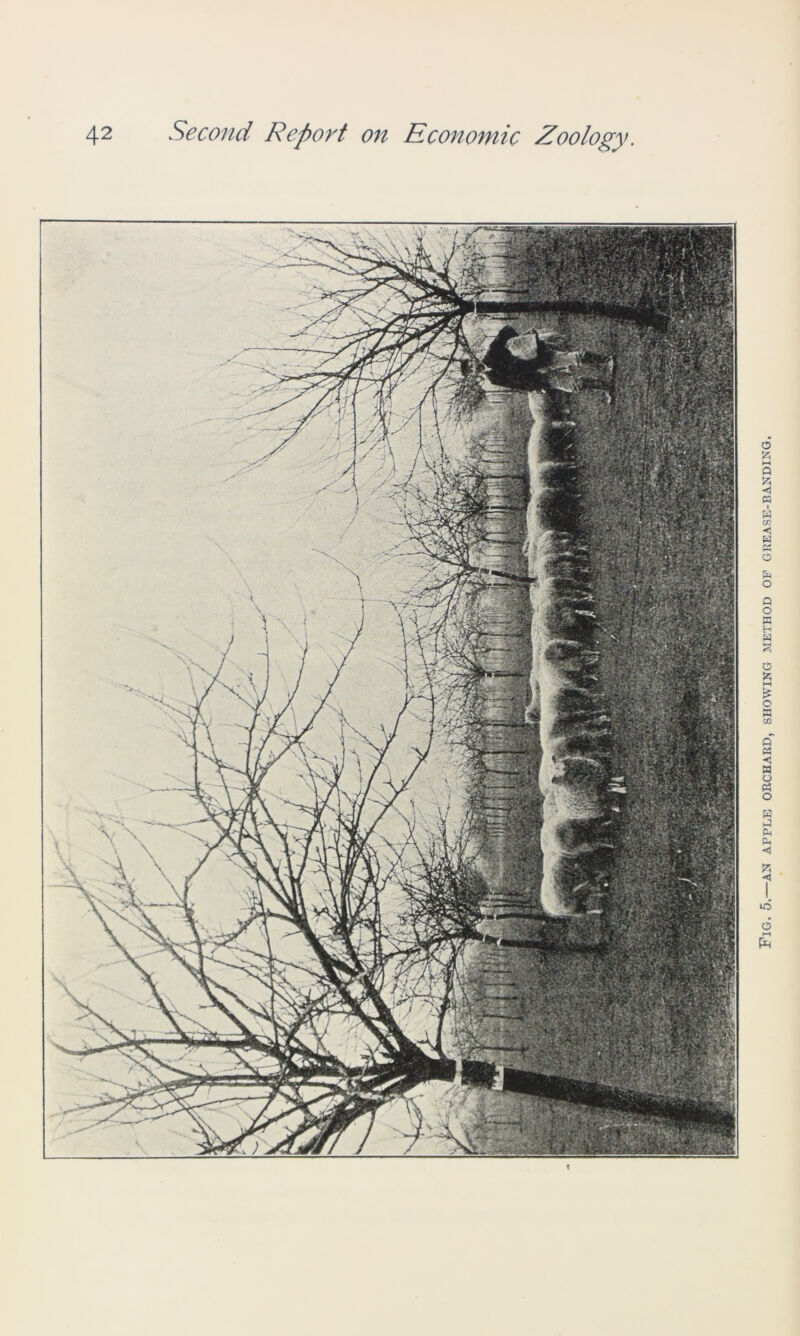 t Fig. 5.—an apple orchard, showing method of grease-banding.