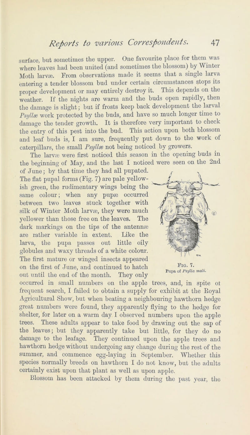 surface, but sometimes the upper. One favourite place tor them was where leaves had been united (and sometimes the blossom) by Winter Moth larvae. From observations made it seems that a single larva entering a tender blossom bud under certain circumstances stops its proper development or may entirely destroy it. This depends on the weather. If the nights are warm and the buds open rapidly, then the damage is slight; but if frosts keep back development the larval Psyllse work protected by the buds, and have so much longer time to damage the tender growth. It is therefore very important to check the entry of this pest into the bud. This action upon both blossom and leaf buds is, I am sure, frequently put down to the work of caterpillars, the small Psyllse not being noticed by growers. The larvae were first noticed this season in the opening buds in the beginning of May, and the last I noticed were seen on the 2nd of June; by that time they had all pupated. The flat pupal forms (Fig. 7) are pale yellow- ish green, the rudimentary wings being the same colour; when any pupae occurred between two leaves stuck together with silk of Winter Moth larvae, they were much yellower than those free on the leaves. The dark markings on the tips of the antennae are rather variable in extent. Like the larva, the pupa passes out little oily globules and waxy threads of a white colour. The first mature or winged insects appeared on the first of June, and continued to hatch out until the end of the month. They only occurred in small numbers on the apple trees, and, in spite ot frequent search, I failed to obtain a supply for exhibit at the Royal Agricultural Show, but when beating a neighbouring hawthorn hedge great numbers were found, they apparently flying to the hedge for shelter, for later on a warm day I observed numbers upon the apple trees. These adults appear to take food by drawing out the sap of the leaves; but they apparently take but little, for they do no damage to the leafage. They continued upon the apple trees and hawthorn hedge without undergoing any change during the rest of the summer, and commence egg-laying in September. Whether this species normally breeds on hawthorn I do not know, but the adults certainly exist upon that plant as well as upon apple. Blossom has been attacked by them during the past year, the