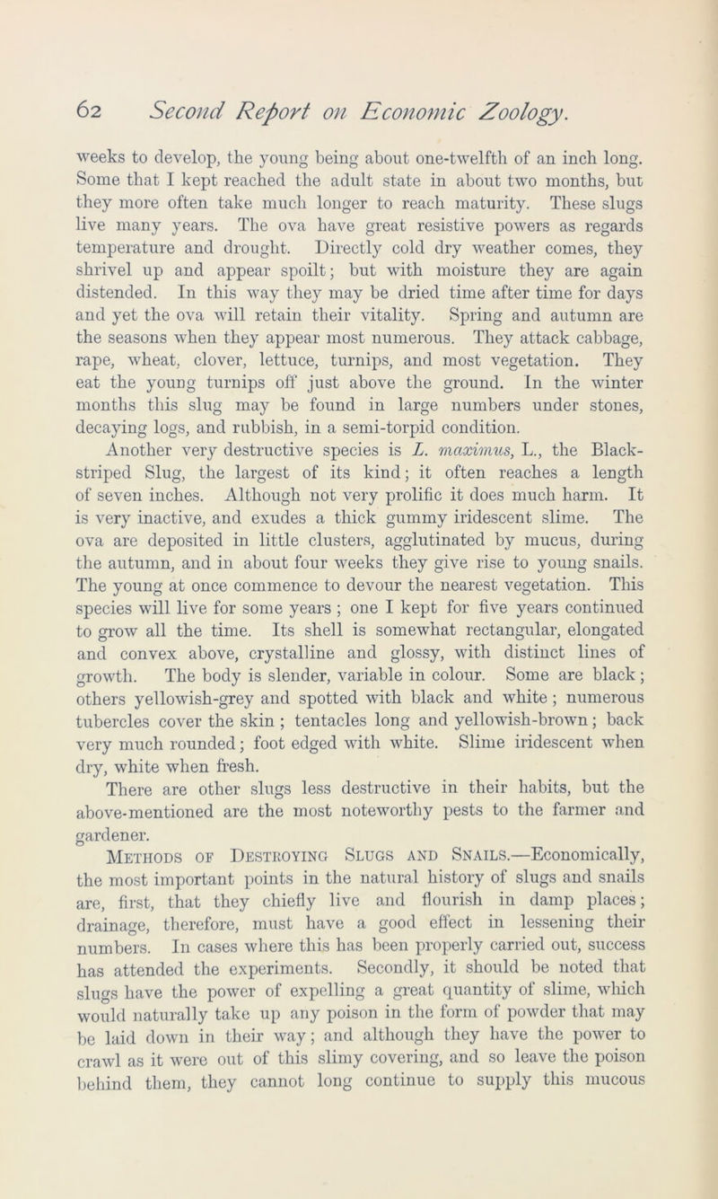 weeks to develop, the young being about one-twelfth of an inch long. Some that I kept reached the adult state in about two months, but they more often take much longer to reach maturity. These slugs live many years. The ova have great resistive powers as regards temperature and drought. Directly cold dry weather comes, they shrivel up and appear spoilt; but with moisture they are again distended. In this way they may he dried time after time for days and yet the ova will retain their vitality. Spring and autumn are the seasons when they appear most numerous. They attack cabbage, rape, wheat, clover, lettuce, turnips, and most vegetation. They eat the young turnips off just above the ground. In the winter months this slug may he found in large numbers under stones, decaying logs, and rubbish, in a semi-torpid condition. Another very destructive species is L. mctximus, L., the Black- striped Slug, the largest of its kind; it often reaches a length of seven inches. Although not very prolific it does much harm. It is very inactive, and exudes a thick gummy iridescent slime. The ova are deposited in little clusters, agglutinated by mucus, during the autumn, and in about four weeks they give rise to young snails. The young at once commence to devour the nearest vegetation. This species will live for some years ; one I kept for five years continued to grow all the time. Its shell is somewhat rectangular, elongated and convex above, crystalline and glossy, with distinct lines of growth. The body is slender, variable in colour. Some are black; others yellowish-grey and spotted with black and white; numerous tubercles cover the skin ; tentacles long and yellowish-brown; hack very much rounded; foot edged with white. Slime iridescent when dry, white when fresh. There are other slugs less destructive in their habits, but the above-mentioned are the most noteworthy pests to the farmer and gardener. Methods of Destroying Slugs and Snails.—Economically, the most important points in the natural history of slugs and snails are, first, that they chiefly live and flourish in damp places; drainage, therefore, must have a good effect in lessening their numbers. In cases where this has been properly carried out, success has attended the experiments. Secondly, it should be noted that slugs have the power of expelling a great quantity of slime, which would naturally take up any poison in the form of powder that may he laid down in their way; and although they have the power to crawl as it were out of this slimy covering, and so leave the poison behind them, they cannot long continue to supply this mucous