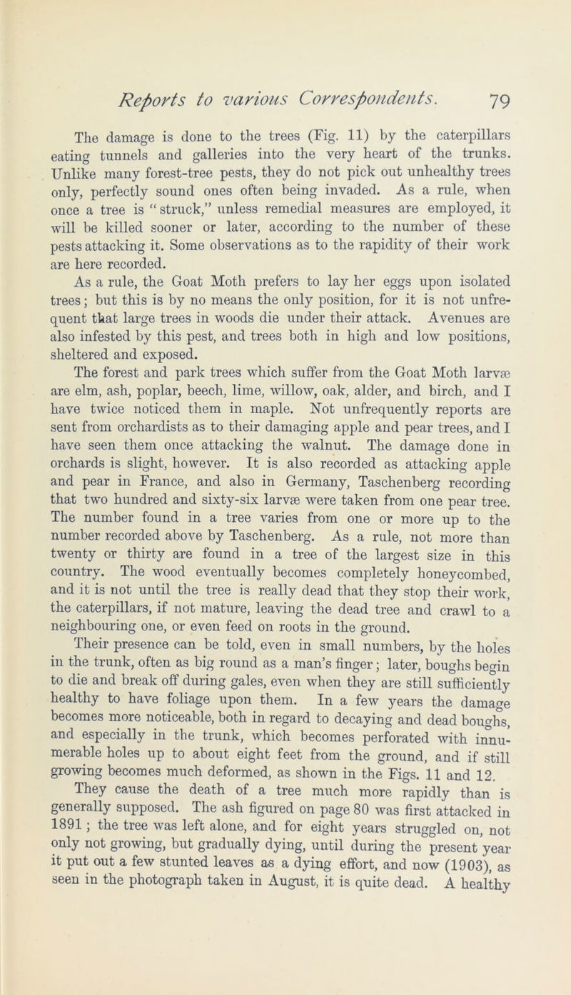 The damage is done to the trees (Fig. 11) by the caterpillars eating tunnels and galleries into the very heart of the trunks. Unlike many forest-tree pests, they do not pick out unhealthy trees only, perfectly sound ones often being invaded. As a rule, when once a tree is “ struck,” unless remedial measures are employed, it will be killed sooner or later, according to the number of these pests attacking it. Some observations as to the rapidity of their work are here recorded. As a rule, the Goat Moth prefers to lay her eggs upon isolated trees; but this is by no means the only position, for it is not unfre- quent that large trees in woods die under their attack. Avenues are also infested by this pest, and trees both in high and low positions, sheltered and exposed. The forest and park trees which suffer from the Goat Moth larroe are elm, ash, poplar, beech, lime, willow, oak, alder, and birch, and I have twice noticed them in maple. Not unfrequently reports are sent from orchardists as to their damaging apple and pear trees, and I have seen them once attacking the walnut. The damage done in orchards is slight, however. It is also recorded as attacking apple and pear in France, and also in Germany, Taschenberg recording that two hundred and sixty-six larvae were taken from one pear tree. The number found in a tree varies from one or more up to the number recorded above by Taschenberg. As a rule, not more than twenty or thirty are found in a tree of the largest size in this country. The wood eventually becomes completely honeycombed, and it is not until the tree is really dead that they stop their work, the caterpillars, if not mature, leaving the dead tree and crawl to a neighbouring one, or even feed on roots in the ground. Their presence can be told, even in small numbers, by the holes in the trunk, often as big round as a man’s finger; later, boughs begin to die and break off during gales, even when they are still sufficiently healthy to have foliage upon them. In a few years the damage becomes more noticeable, both in regard to decaying and dead boughs, and especially in the trunk, which becomes perforated with innu- merable holes up to about eight feet from the ground, and if still growing becomes much deformed, as shown in the Figs. 11 and 12. They cause the death of a tree much more rapidly than is generally supposed. The ash figured on page 80 was first attacked in 1891; the tree was left alone, and for eight years struggled on, not only not growing, but gradually dying, until during the present year it put out a few stunted leaves as a dying effort, and now (1903), as seen in the photograph taken in August, it is quite dead. A healthy