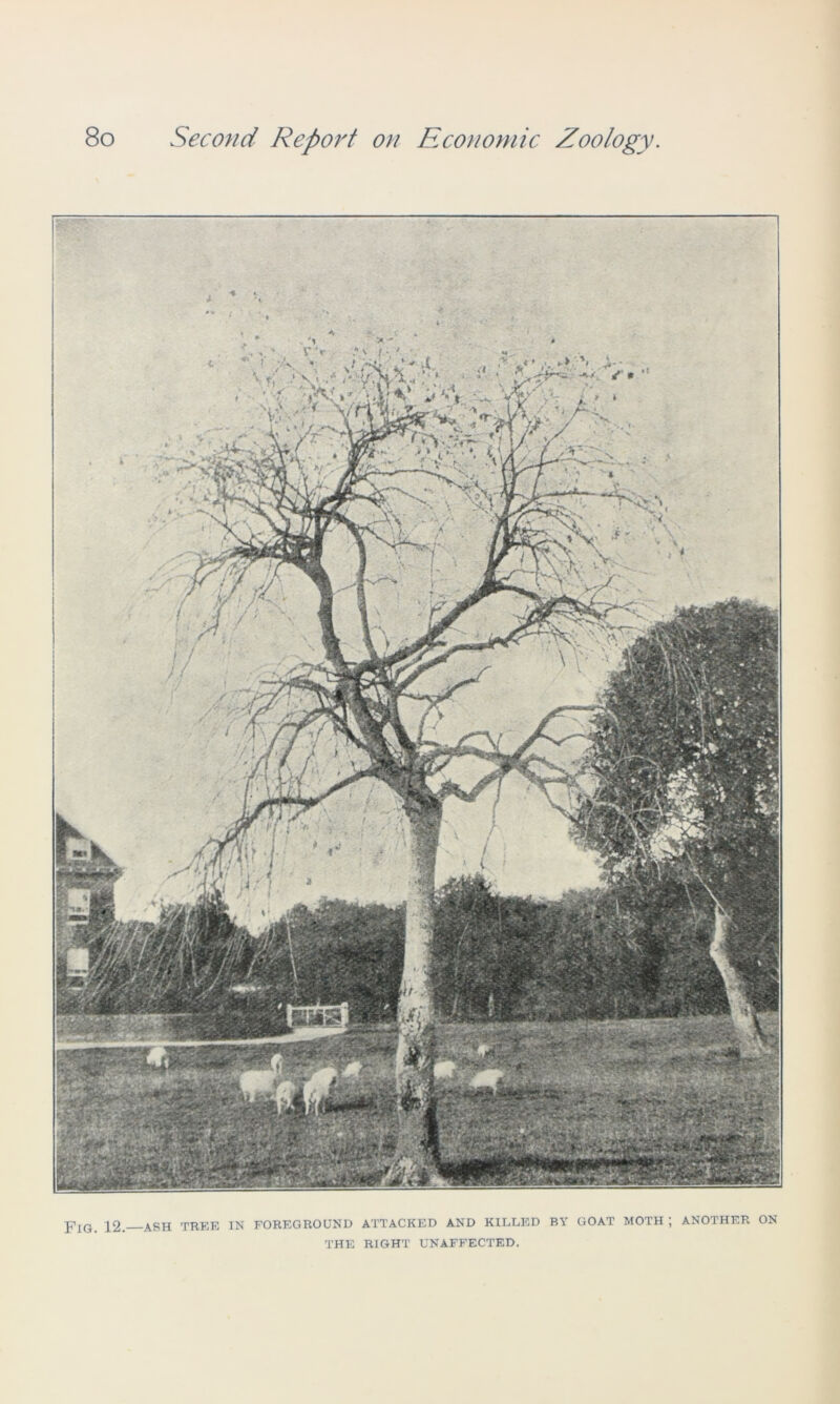 pIG 12, ASH tree in foreground attacked and killed by goat moth; another on THE RIGHT UNAFFECTED.