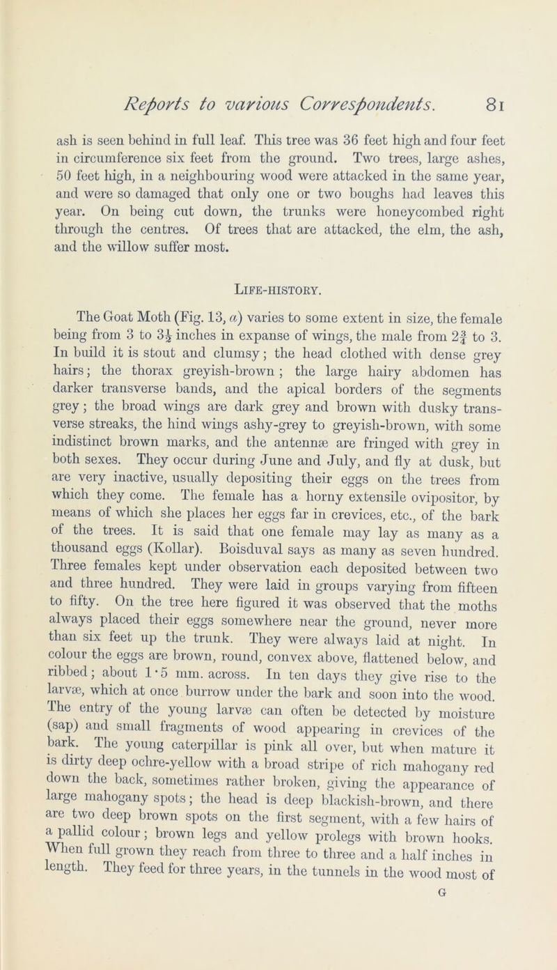 ash is seen behind in full leaf. This tree was 36 feet high and four feet in circumference six feet from the ground. Two trees, large ashes, 50 feet high, in a neighbouring wood were attacked in the same year, and were so damaged that only one or two boughs had leaves this year. On being cut down, the trunks were honeycombed right through the centres. Of trees that are attacked, the elm, the ash, and the willow suffer most. Life-history. The Goat Moth (Fig. 13, a) varies to some extent in size, the female being from 3 to 3^ inches in expanse of wings, the male from 2f to 3. In build it is stout and clumsy; the head clothed with dense grey hairs; the thorax greyish-brown ; the large hairy abdomen has darker transverse bands, and the apical borders of the segments grey; the broad wings are dark grey and brown with dusky trans- verse streaks, the hind wings ashy-grey to greyish-brown, with some indistinct brown marks, and the antennae are fringed with grey in both sexes. They occur during June and July, and fly at dusk, but are very inactive, usually depositing their eggs on the trees from which they come. The female has a horny extensile ovipositor, by means of which she places her eggs far in crevices, etc., of the bark of the trees. It is said that one female may lay as many as a thousand eggs (Kollar). Boisduval says as many as seven hundred. Three females kept under observation each deposited between two and three hundred. They were laid in groups varying from fifteen to fifty. On the tree here figured it was observed that the moths always placed their eggs somewhere near the ground, never more than six feet up the trunk. They were always laid at night. In colour the eggs are brown, round, convex above, flattened below, and ribbed; about 1*5 mm. across. In ten days they give rise to the larvae, which at once burrow under the bark and soon into the wood. The entry of the young larvae can often be detected by moisture (sap) and small fragments of wood appearing in crevices of the bark. The young caterpillar is pink all over, but when mature it is dirty deep ochre-yellow with a broad stripe of rich mahogany red down the back, sometimes rather broken, giving the appearance of large mahogany spots; the head is deep blackish-brown, and there are two deep brown spots on the first segment, with a few hairs of a pallid colour; brown legs and yellow prolegs with brown hooks. When full grown they reach from three to three and a half inches in length. They feed for three years, in the tunnels in the wood most of G