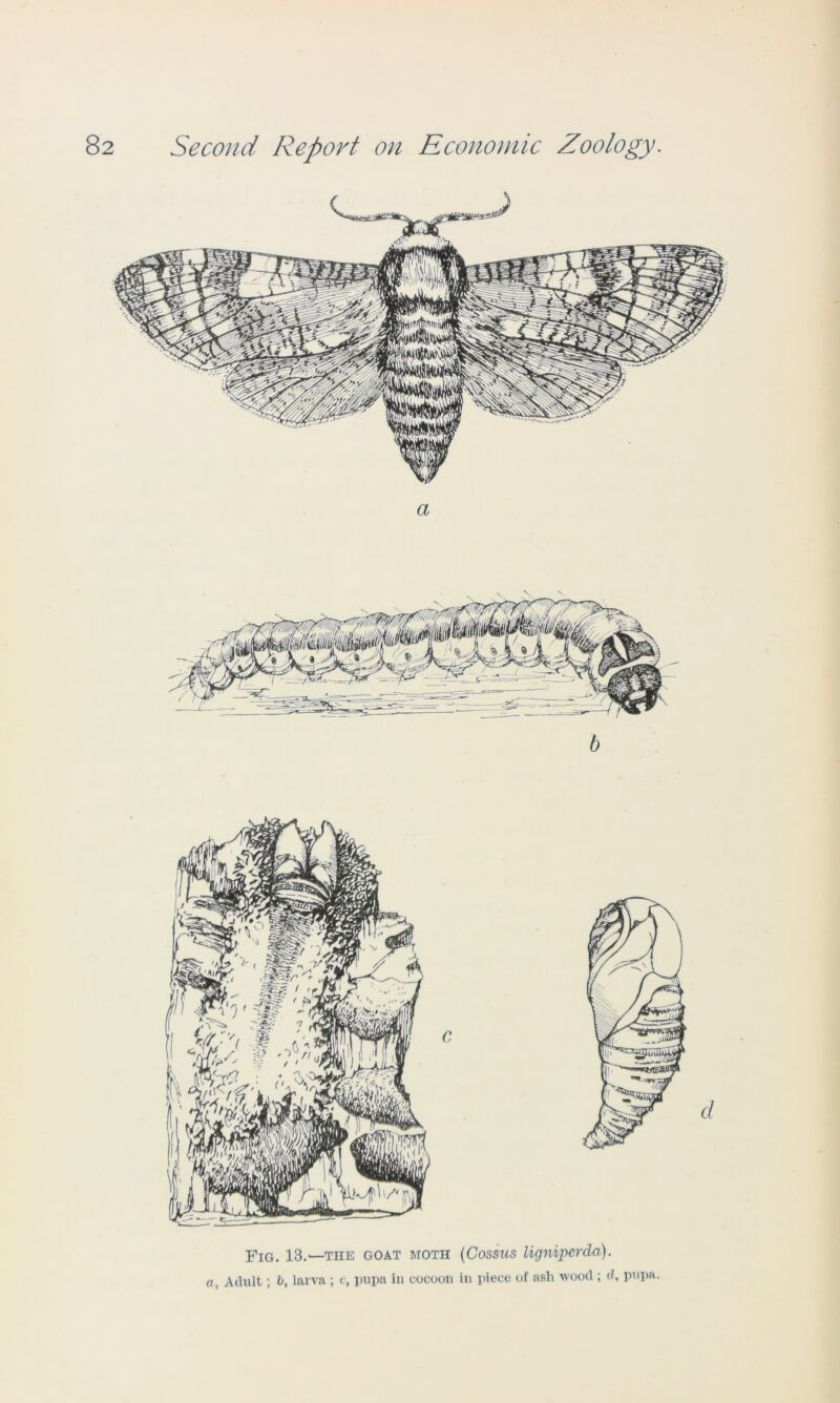 Fig. 13.—the goat moth (Cossus ligniperda). a, Adult; b, larva ; c, pupa in cocoon in piece of ash wood ; d, pupa.