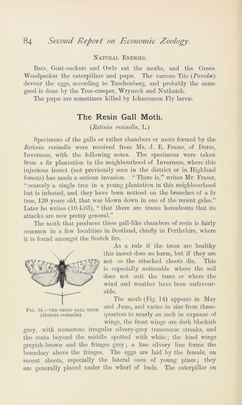 Natural Enemies. Bats, Goat-suckers and Owls eat the moths, and the Green Woodpecker the caterpillars and pupae. The various Tits (Paridse) devour the eggs, according to Taschenberg, and probably the same good is done by the Tree-creeper, Wryneck and Nuthatch. The pupae are sometimes killed by Ichneumon Fly larvae. The Resin Gall Moth. (Retinia resinella, L.) Specimens of the galls or rather chambers or nests formed by the Retinia resinella were received from Mr. J. E. Fraser, of Dores, Inverness, with the following notes. The specimens were taken from a fir plantation in the neighbourhood of Inverness, where this injurious insect (not previously seen in the district or in Highland forests) has made a serious invasion. “ There is,” writes Mr. Fraser, “ scarcely a single tree in a young plantation in this neighbourhood but is infested, and they have been noticed on the branches of a fir tree, 120 years old, that was blown down in one of the recent gales.” Later he writes (10.4.03), “ that there are traces hereabouts that its attacks are now pretty general.” The moth that produces these gall-like chambers of resin is fairly common in a few localities in Scotland, chiefly in Perthshire, where it is found amongst the Scotch firs. As a rule if the trees are healthy this insect does no harm, but if they are „ _not so the attacked shoots die. This i's esPecially noticeable where the soil does not suit the trees or where the wind and weather have been unfavour- able. The moth (Fig. 14) appears in May and June, and varies in size from three- quarters to nearly an inch in expanse of wings, the front wings are dark blackish grey, with numerous irregular silvery-grey transverse streaks, and the costa beyond the middle spotted with white; the hind wings greyish-brown and the fringes grey; a fine silvery line forms the boundary above the fringes. The eggs are laid by the female, on recent shoots, especially the lateral ones of young pines; they are generally placed under the whorl of buds. The caterpillar on Fig. 14.—the resin gall moth (Retinia resinella).