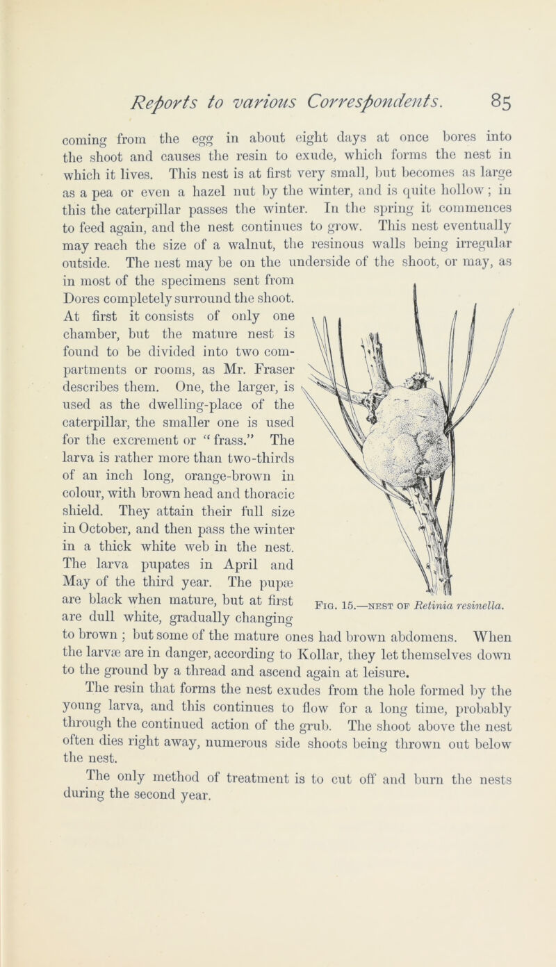 coming from the egg in about eight days at once bores into the shoot and causes the resin to exude, which forms the nest in which it lives. This nest is at first very small, but becomes as large as a pea or even a hazel nut by the winter, and is quite hollow; in this the caterpillar passes the winter. I11 the spring it commences to feed again, and the nest continues to grow. This nest eventually may reach the size of a walnut, the resinous walls being irregular outside. The nest may be on the underside of the shoot, or may, as in most of the specimens sent from Dores completely surround the shoot. At first it consists of only one chamber, but the mature nest is found to be divided into two com- partments or rooms, as Mr. Fraser describes them. One, the larger, is used as the dwelling-place of the caterpillar, the smaller one is used for the excrement or “ trass.” The larva is rather more than two-thirds of an inch long, orange-brown in colour, with brown head and thoracic shield. They attain their full size in October, and then pass the winter in a thick white web in the nest. The larva pupates in April and May of the third year. The pupae are black when mature, but at first Pig. 15.—nest of Retinia resinella. are dull white, gradually changing to brown ; but some of the mature ones had brown abdomens. When the larvae are in danger, according to Kollar, they let themselves down to the ground by a thread and ascend again at leisure. The resin that forms the nest exudes from the hole formed by the young larva, and this continues to flow for a long time, probably through the continued action of the grub. The shoot above the nest often dies right away, numerous side shoots being thrown out below the nest. The only method of treatment is to cut off and burn the nests during the second year.