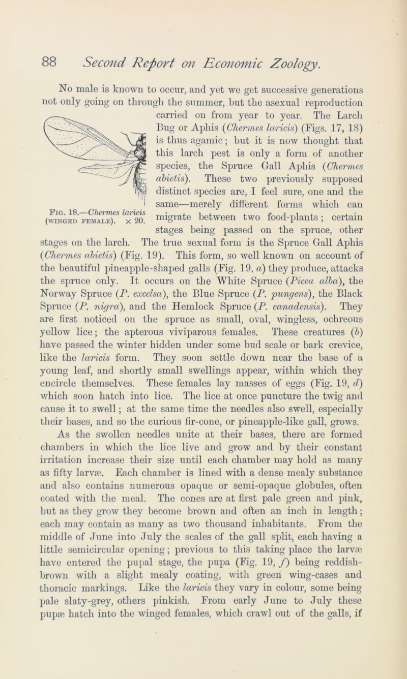 No male is known to occur, and yet we get successive generations not only going on through the summer, but the asexual reproduction carried on from year to year. The Larch Bug or Aphis (Chernies laricis) (Figs. 17, 18) is thus agamic; but it is now thought that this larch pest is only a form of another species, the Spruce Gall Aphis (Chernies abietis). These two previously supposed distinct species are, I feel sure, one and the same—merely different forms which can migrate between two food-plants; certain stages being passed on the spruce, other stages on the larch. The true sexual form is the Spruce Gall Aphis (Chermes abietis) (Fig. 19). This form, so well known on account of the beautiful pineapple-shaped galls (Fig. 19, a) they produce, attacks the spruce only. It occurs on the White Spruce (Picea alba), the Norway Spruce (P. excelsa), the Blue Spruce (P. yungens), the Black Spruce (P. nigra), and the Hemlock Spruce (P. canadensis). They are first noticed on the spruce as small, oval, wingless, ochreous yellow lice; the apterous viviparous females. These creatures (b) have passed the winter hidden under some bud scale or bark crevice, like the laricis form. They soon settle down near the base of a young leaf, and shortly small swellings appear, within which they encircle themselves. These females lay masses of eggs (Fig. 19, d) which soon hatch into lice. The lice at once puncture the twig and cause it to swell; at the same time the needles also swell, especially their bases, and so the curious fir-cone, or pineapple-like gall, grows. As the swollen needles unite at their bases, there are formed chambers in which the lice live and grow and by their constant irritation increase their size until each chamber may hold as many as fifty larvae. Each chamber is lined with a dense mealy substance and also contains numerous opaque or semi-opaque globules, often coated with the meal. The cones are at first pale green and pink, but as they grow they become brown and often an inch in length; each may contain as many as two thousand inhabitants. From the middle of June into July the scales of the gall split, each having a little semicircular opening; previous to this taking place the larvie have entered the pupal stage, the pupa (Fig. 19, /) being reddish- brown with a slight mealy coating, with green wing-cases and thoracic markings. Like the laricis they vary in colour, some being pale slaty-grey, others pinkish. From early June to July these pupse hatch into the winged females, which crawl out of the galls, if Fig. 18.—Chermes laricis (winged female), x 20.