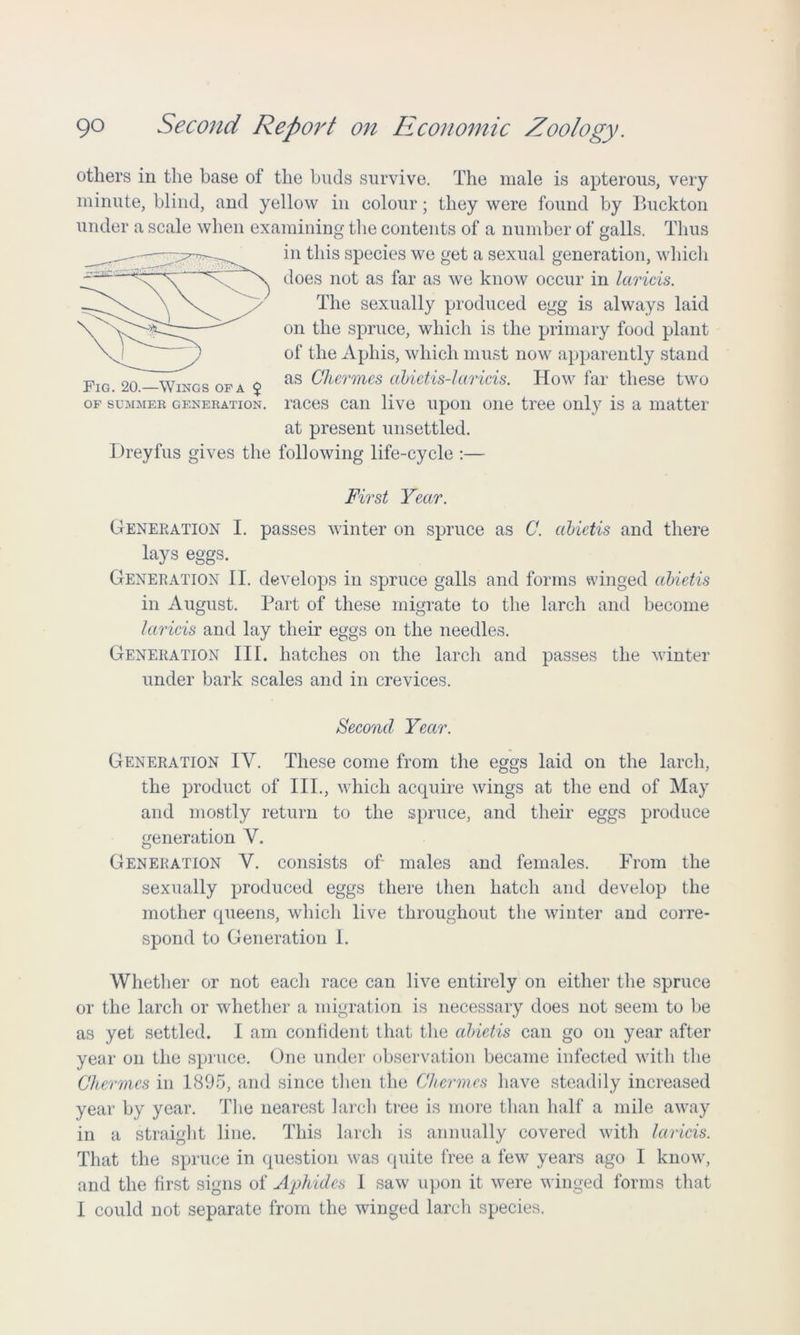 others in the base of the buds survive. The male is apterous, very minute, blind, and yellow in colour; they were found by Buckton under a scale when examining the contents of a number of galls. Thus in this species we get a sexual generation, which does not as far as we know occur in laricis. The sexually produced egg is always laid on the spruce, which is the primary food plant of the Aphis, which must now apparently stand as Chermes abietis-laricis. How far these two races can live upon one tree only is a matter at present unsettled. Fig. 20.—Wings of a $ OF SUMMER GENERATION Dreyfus gives the following life-cycle :— First Year. Generation I. passes winter on spruce as C. abietis and there lays eggs. Generation II. develops in spruce galls and forms winged abietis in August. Part of these migrate to the larch and become laricis and lay their eggs on the needles. Generation III. hatches on the larch and passes the winter under bark scales and in crevices. Second Year. Generation IV. These come from the eggs laid on the larch, the product of III., which acquire wings at the end of May and mostly return to the spruce, and their eggs produce generation V. Generation V. consists of males and females. From the sexually produced eggs there then hatch and develop the mother queens, which live throughout the winter and corre- spond to Generation 1. Whether or not each race can live entirely on either the spruce or the larch or whether a migration is necessary does not seem to be as yet settled. I am confident that the abietis can go on year after year on the spruce. One under observation became infected with the Chermes in 1895, and since then the Chermes have steadily increased year by year. The nearest larch tree is more than half a mile away in a straight line. This larch is annually covered with laricis. That the spruce in question was quite free a few years ago I know, and the first signs of Aphides I saw upon it were winged forms that I could not separate from the winged larch species.