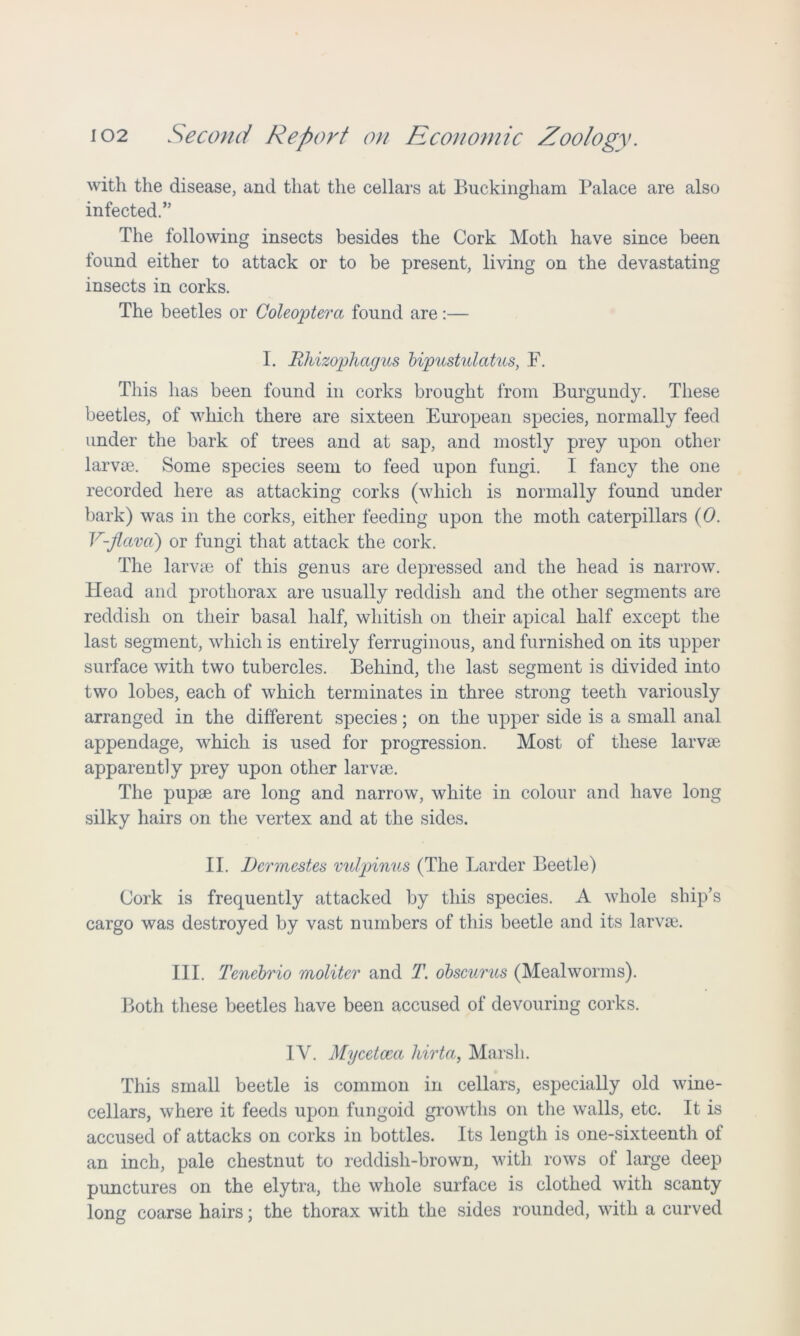 with the disease, and that the cellars at Buckingham Palace are also infected.” The following insects besides the Cork Moth have since been found either to attack or to be present, living on the devastating insects in corks. The beetles or Coleoptera found are:— I. Rhizophagus bipustulatus, F. This has been found in corks brought from Burgundy. These beetles, of which there are sixteen European species, normally feed under the bark of trees and at sap, and mostly prey upon other larvae. Some species seem to feed upon fungi. I fancy the one recorded here as attacking corks (which is normally found under bark) was in the corks, either feeding upon the moth caterpillars (0. V-flava) or fungi that attack the cork. The larvae of this genus are depressed and the head is narrow. Head and prothorax are usually reddish and the other segments are reddish on their basal half, whitish on their apical half except the last segment, which is entirely ferruginous, and furnished on its upper surface with two tubercles. Behind, the last segment is divided into two lobes, each of which terminates in three strong teeth variously arranged in the different species; on the upper side is a small anal appendage, which is used for progression. Most of these larvae apparently prey upon other larvae. The pupae are long and narrow, white in colour and have long silky hairs on the vertex and at the sides. II. Dennestes mdpinus (The Larder Beetle) Cork is frequently attacked by this species. A whole ship’s cargo was destroyed by vast numbers of this beetle and its larvae. III. Tenebrio moliter and T. obscurus (Mealworms). Both these beetles have been accused of devouring corks. IV. Mycetcea kirta, Marsh. This small beetle is common in cellars, especially old wine- cellars, where it feeds upon fungoid growths on the walls, etc. It is accused of attacks on corks in bottles. Its length is one-sixteenth of an inch, pale chestnut to reddish-brown, with rows of large deep punctures on the elytra, the whole surface is clothed with scanty long coarse hairs; the thorax with the sides rounded, with a curved