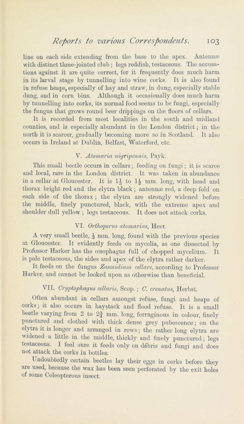line on each side extending from the base to the apex. Antennae with distinct three-jointed club ; legs reddish, testaceous. The accusa- tions against it are quite correct, for it frequently does much harm in its larval stage by tunnelling into wine corks. It is also found in refuse heaps, especially of hay and straw, in dung, especially stable dung, and in corn bins. Although it occasionally does much harm by tunnelling into corks, its normal food seems to be fungi, especially the fungus that grows round beer drippings on the floors of cellars. It is recorded from most localities in the south and midland counties, and is especially abundant in the London district; in the north it is scarcer, gradually becoming more so in Scotland. It also occurs in Ireland at Dublin, Belfast, Waterford, etc. V. Atomaria nigripennis, Payk. This small beetle occurs in cellars; feeding on fungi ; it is scarce and local, rare in the London district. It was taken in abundance in a cellar at Gloucester. It is 1^ to 1J mm. long, with head and thorax bright red and the elytra black; antennae red, a deep fold on each side of the thorax; the elytra are strongly widened before the middle, finely punctured, black, with the extreme apex and shoulder dull yellow ; legs testaceous. It does not attack corks. VI. Orthoperus citomarius, Heer. A very small beetle, ^ mm. long, found with the previous species at Gloucester. It evidently feeds on mycelia, as one dissected by Professor Harker has the oesophagus full of chopped mycelium. It is pale testaceous, the sides and apex of the elytra rather darker. It feeds on the fungus Zasmidium cellctre, according to Professor Harker, and cannot be looked upon as otherwise than beneficial. VII. Cryptophagus cellaris, Scop. ; C. crenatus, Herbst. Often abundant in cellars amongst refuse, fungi and heaps of corks; it also occurs in haystack and flood refuse. It is a small beetle varying from 2 to 2f mm. long, ferruginous in colour, finely punctured and clothed with thick dense grey pubescence; on the elytra it is longer and arranged in rows; the rather long elytra are widened a little in the middle, thickly and finely punctured; legs testaceous. I feel sure it feeds only on debris and fungi and does not attack the corks in bottles. Undoubtedly certain beetles lay their eggs in corks before they are used, because the wax has been seen perforated by the exit holes of some Coleopterous insect.