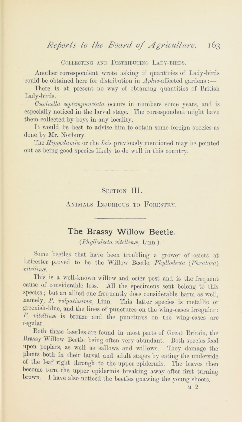 Collecting and Distributing Lady-birds. Another correspondent wrote asking if quantities of Lady-birds could be obtained here for distribution in Aphis-affected gardens :— There is at present no way of obtaining quantities of British Lady-birds. Coccinellci septempundata occurs in numbers some years, and is especially noticed in the larval stage. The correspondent might have them collected by boys in any locality. It would be best to advise him to obtain some foreign species as done by Mr. Norbury. The Hippodamia or the Lets previously mentioned may be pointed out as being good species likely to do well in this country. Section III. Animals Injurious to Forestry. The Brassy Willow Beetle. (Pliyllodecta vitellines, Linn.). Some beetles that have been troubling a grower of osiers at Leicester proved to be the Willow Beetle, Phyllodeda (Phratora) vitellinee. This is a well-known willow and osier pest and is the frequent cause of considerable loss. All the specimens sent belong to this species; but an allied one frequently does considerable harm as well, namely, P. vidyatissima, Linn. This latter species is metallic or greenish-blue, and the lines of punctures on the wing-cases irregular : /. vitellinee is bronze and the punctures on the wing-cases are regular. Both these beetles are found in most parts of Great Britain, the Brassy TV illow Beetle being often very abundant. Both species feed upon poplars, as well as sallows and willows. They damage the plants both in their larval and adult stages by eating the underside of the leaf right through to the upper epidermis. The leaves then become torn, the upper epidermis breaking away after first turning brown. I have also noticed the beetles gnawing the young shoots.
