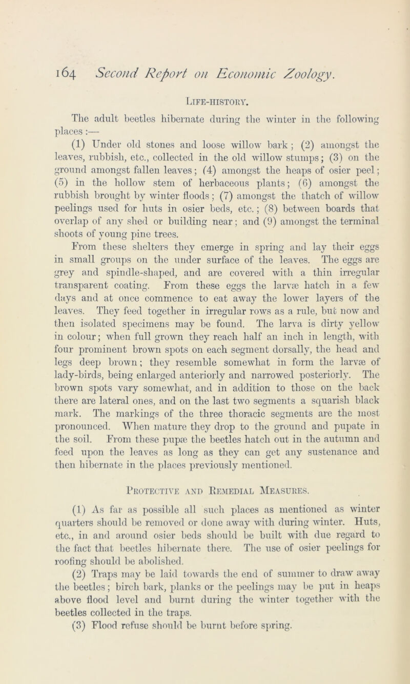 Life-history. The adult beetles hibernate during the winter in the following places:— (1) Under old stones and loose willow bark ; (2) amongst the leaves, rubbish, etc., collected in the old willow stumps; (3) on the ground amongst fallen leaves; (4) amongst the heaps of osier peel; (5) in the hollow stem of herbaceous plants; (6) amongst the rubbish brought by winter floods; (7) amongst the thatch of willow peelings used for huts in osier beds, etc.; (8) between boards that overlap of any shed or building near; and (9) amongst the terminal shoots of young pine trees. From these shelters they emerge in spring and lay their eggs in small groups on the under surface of the leaves. The eggs are grey and spindle-shaped, and are covered with a thin irregular transparent coating. From these eggs the larvae hatch in a few days and at once commence to eat away the lower layers of the leaves. They feed together in irregular rows as a rule, but now and then isolated specimens may be found. The larva is dirty yellow in colour; when full grown they reach half an inch in length, with four prominent brown spots on each segment dorsally, the head and legs deep brown; they resemble somewhat in form the larvae of lady-birds, being enlarged anteriorly and narrowed posteriorly. The brown spots vary somewhat, and in addition to those on the back there are lateral ones, and on the last two segments a squarish black mark. The markings of the three thoracic segments are the most pronounced. When mature they drop to the ground and pupate in the soil. From these pupae the beetles hatch out in the autumn and feed upon the leaves as long as they can get any sustenance and then hibernate in the places previously mentioned. Protective and Remedial Measures. (1) As far as possible all such places as mentioned as winter quarters should be removed or done away with during winter. Huts, etc., in and around osier beds should be built with due regard to the fact that beetles hibernate there. The use of osier peelings for roofing should be abolished. (2) Traps may be laid towards the end of summer to draw away the beetles; birch bark, planks or the peelings may be put in heaps above flood level and burnt during the winter together with the beetles collected in the traps. (3) Flood refuse should be burnt before spring.