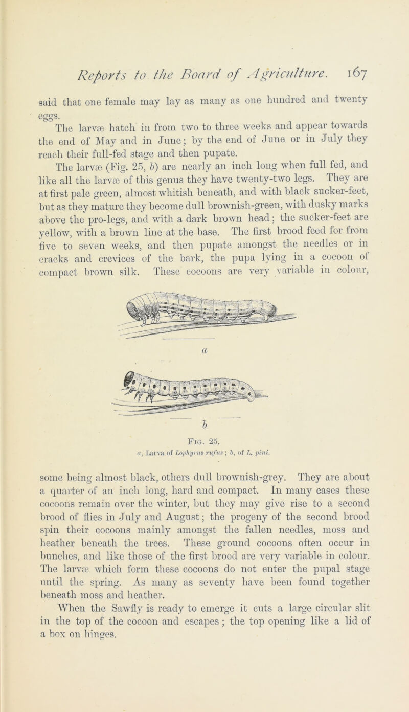 said that one female may lay as many as one hundred and twenty eggs. The larvae hatch in from two to three weeks and appear towards the end of May and in June; by the end of June or in July they reach their full-fed stage and then pupate. The larvae (Fig. 25, V) are nearly an inch long when full fed, and like all the larvae of this genus they have twenty-two legs. They are at first pale green, almost whitish beneath, and with black sucker-feet, but as they mature they become dull brownish-green, with dusky marks above the pro-legs, and with a dark brown head; the sucker-feet are yellow, with a brown line at the base. The first brood feed for from five to seven weeks, and then pupate amongst the needles or in cracks and crevices of the bark, the pupa lying in a cocoon of compact brown silk. These cocoons are very variable in colour, a some being almost black, others dull brownish-grey. They are about a quarter of an inch long, hard and compact. In many cases these cocoons remain over the winter, but they may give rise to a second brood of flies in July and August; the progeny of the second brood spin their cocoons mainly amongst the fallen needles, moss and heather beneath the trees. These ground cocoons often occur in bunches, and like those of the first brood are very variable in colour. The larvae which form these cocoons do not enter the pupal stage until the spring. As many as seventy have been found together beneath moss and heather. When the Sawfly is ready to emerge it cuts a large circular slit in the top of the cocoon and escapes; the top opening like a lid of a box on hinges. o