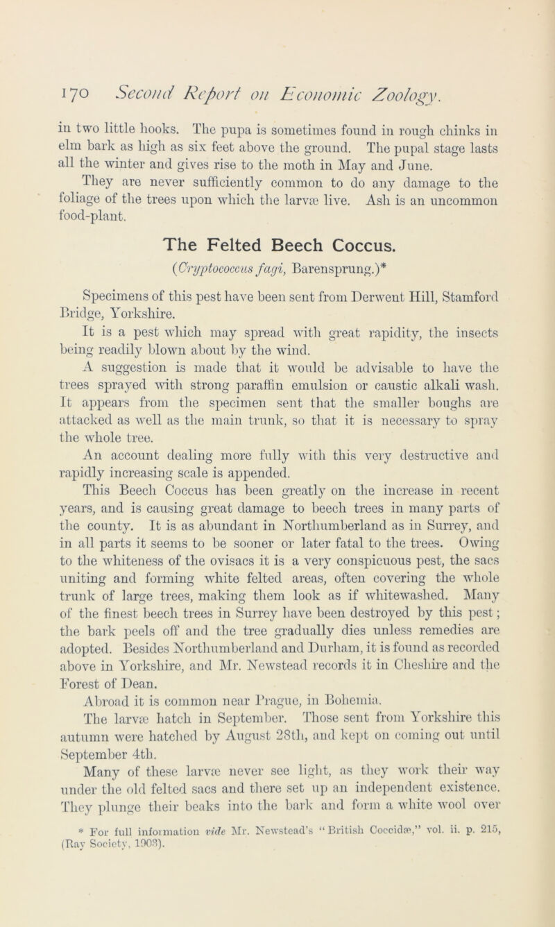 in two little hooks. The pupa is sometimes found in rough chinks in elm bark as high as six feet above the ground. The pupal stage lasts all the winter and gives rise to the moth in May and June. They are never sufficiently common to do any damage to the foliage of the trees upon which the larvae live. Ash is an uncommon food-plant. The Felted Beech Coccus. (Cryytococcus faeji, Barensprung.)* Specimens of this pest have been sent from Derwent Hill, Stamford Bridge, Yorkshire. It is a pest which may spread with great rapidity, the insects being readily blown about by the wind. A suggestion is made that it would be advisable to have the trees sprayed with strong paraffin emulsion or caustic alkali wash. It appears from the specimen sent that the smaller boughs are attacked as well as the main trunk, so that it is necessary to spray the whole tree. An account dealing more fully with this very destructive and rapidly increasing scale is appended. This Beech Coccus has been greatly on the increase in recent years, and is causing great damage to beech trees in many parts of the county. It is as abundant in Northumberland as in Surrey, and in all parts it seems to be sooner or later fatal to the trees. Owing to the whiteness of the ovisacs it is a very conspicuous pest, the sacs uniting and forming white felted areas, often covering the whole trunk of large trees, making them look as if whitewashed. Many of the finest beech trees in Surrey have been destroyed by this pest; the bark peels off and the tree gradually dies unless remedies are adopted. Besides Northumberland and Durham, it is found as recorded above in Yorkshire, and Mr. Newstead records it in Cheshire and the Forest of Dean. Abroad it is common near Prague, in Bohemia, The larvae hatch in September. Those sent from Yorkshire this autumn were hatched by August 28th, and kept on coming out until September 4th. Many of these larvae never see light, as they work their way under the old felted sacs and there set up an independent existence. They plunge their beaks into the bark and form a white wool over * For full information vide Mr. Newstead’s (Bay Society, 1903). “ British Coccida\” vol. ii. p. 215,