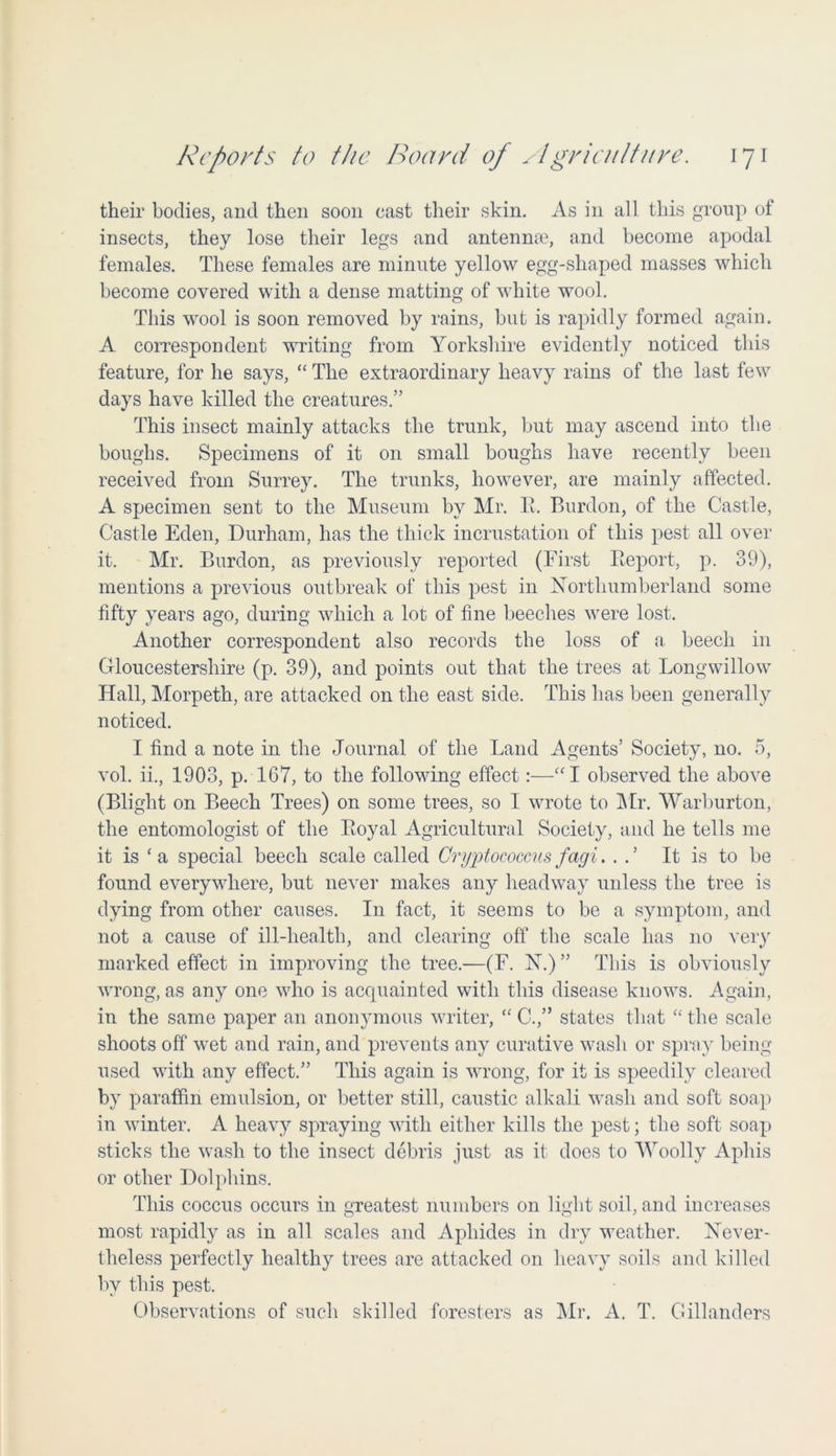 their bodies, and then soon cast their skin. As in all this group of insects, they lose their legs and antennae, and become apodal females. These females are minute yellow egg-shaped masses which become covered with a dense matting of white wool. This wool is soon removed by rains, but is rapidly formed again. A correspondent writing from Yorkshire evidently noticed this feature, for he says, “ The extraordinary heavy rains of the last few days have killed the creatures.” This insect mainly attacks the trunk, but may ascend into the boughs. Specimens of it on small boughs have recently been received from Surrey. The trunks, however, are mainly affected. A specimen sent to the Museum by Mr. R. Burdon, of the Castle, Castle Eden, Durham, has the thick incrustation of this pest all over it. Mr. Burdon, as previously reported (First Report, p. 39), mentions a previous outbreak of this pest in Northumberland some fifty years ago, during which a lot of fine beeches were lost. Another correspondent also records the loss of a beech in Gloucestershire (p. 39), and points out that the trees at Longwillow Hall, Morpeth, are attacked on the east side. This has been generally noticed. I find a note in the Journal of the Land Agents’ Society, no. 5, vol. ii., 1903, p. 167, to the following effect:—“I observed the above (Blight on Beech Trees) on some trees, so I wrote to Mr. Warburton, the entomologist of the Royal Agricultural Society, and he tells me it is ‘ a special beech scale called Cryptococcus fagi. . . ’ It is to be found everywhere, but never makes any headway unless the tree is dying from other causes. In fact, it seems to be a symptom, and not a cause of ill-health, and clearing off the scale has no very marked effect in improving the tree.—(F. N.) ” This is obviously wrong, as any one who is acquainted with this disease knows. Again, in the same paper an anonymous writer, “ C.,” states that “ the scale shoots off wet and rain, and prevents any curative wash or spray being used with any effect.” This again is wrong, for it is speedily cleared by paraffin emulsion, or better still, caustic alkali wash and soft soap in winter. A heavy spraying with either kills the pest; the soft soap sticks the wash to the insect debris just as it does to Woolly Aphis or other Dolphins. This coccus occurs in greatest numbers on light soil, and increases most rapidly as in all scales and Aphides in dry weather. Never- theless perfectly healthy trees are attacked on heavy soils and killed by this pest. Observations of such skilled foresters as Mr. A. T. Gillanders