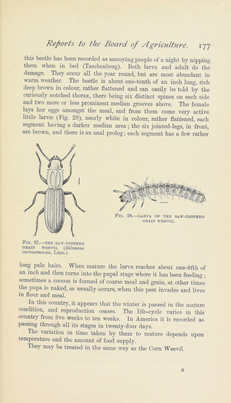 this beetle has been recorded as annoying people of a night by nippin°‘ them when in bed (Taschenberg). Both larva and adult do the damage. They occur all the year round, but are most abundant in warm weather. The beetle is about one-tenth of an inch long, rich deep brown in colour, rather flattened and can easily be told by the curiously notched thorax, there being six distinct spines on each side and two more or less prominent median grooves above. The female lays her eggs amongst the meal, and from them come very active little larvae (Fig. 28), nearly white in colour, rather flattened, each segment having a darker median area ; the six jointed-legs, in front, are brown, and there is an anal proleg; each segment has a few rather long pale hairs. When mature the larva reaches about one-fifth of an inch and then turns into the pupal stage where it lias been feeding ; sometimes a cocoon is formed of coarse meal and grain, at other times the pupa is naked, as usually occurs, when this pest invades and lives in flour and meal. In this country, it appears that the winter is passed in the mature condition, and reproduction ceases. The life-cycle varies in this country fiom five weeks to ten weeks. In America it is recorded as passing through all its stages in twenty-four days. The variation in time taken by them to mature depends upon temperature and the amount of food supply. They may be treated in the same way as the Corn Weevil. FlG. 27.—THE SAW-TOOTHED grain weevil (Silvanus surinamensis, Linn.). N