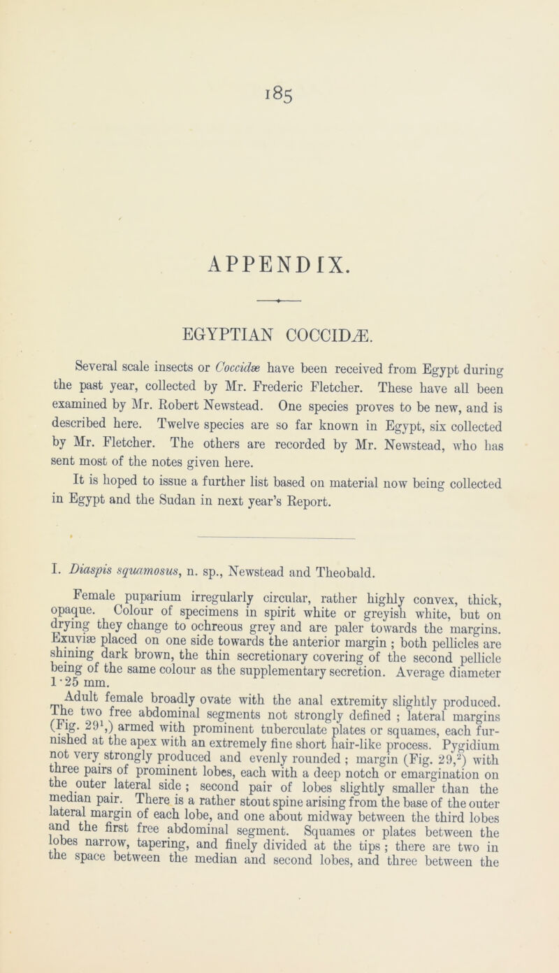 APPENDIX. EGYPTIAN COCCIDiE. Several scale insects or Coccidae have been received from Egypt during the past year, collected by Mr. Frederic Fletcher. These have all been examined by Mr. Robert Newstead. One species proves to be new, and is described here. Twelve species are so far known in Egypt, six collected by Mr. Fletcher. The others are recorded by Mr. Newstead, who has sent most of the notes given here. It is hoped to issue a further list based on material now being collected in Egypt and the Sudan in next year’s Report. I. Diaspis squamosus, n. sp., Newstead and Theobald. Female ^puparium irregularly circular, rather highly convex, thick, opaque. Colour of specimens in spirit white or greyish white, but on drying they change to ochreous grey and are paler towards the margins. Rxuyke placed on one side towards the anterior margin ; both pellicles are shining dark brown, the thin secretionary covering of the second pellicle being of the same colour as the supplementary secretion. Average diameter 1-25 mm. Adult female broadly ovate with the anal extremity slightly produced. Ihe two free abdominal segments not strongly defined ; lateral margins (rig. 291,) armed with prominent tuberculate plates or squames, each fur- nished at the apex with an extremely fine short hair-like process. Pygidium not very strongly produced and evenly rounded ; margin (Fig. 29,2) with three pairs of prominent lobes, each with a deep notch or emargination on the outer lateral side; second pair of lobes slightly smaller than the median pair. There is a rather stout spine arising from the base of the outer lateral margin of each lobe, and one about midway between the third lobes and the first free abdominal segment. Squames or plates between the lobes narrow, tapering, and finely divided at the tips ; there are two in the space between the median and second lobes, and three between the