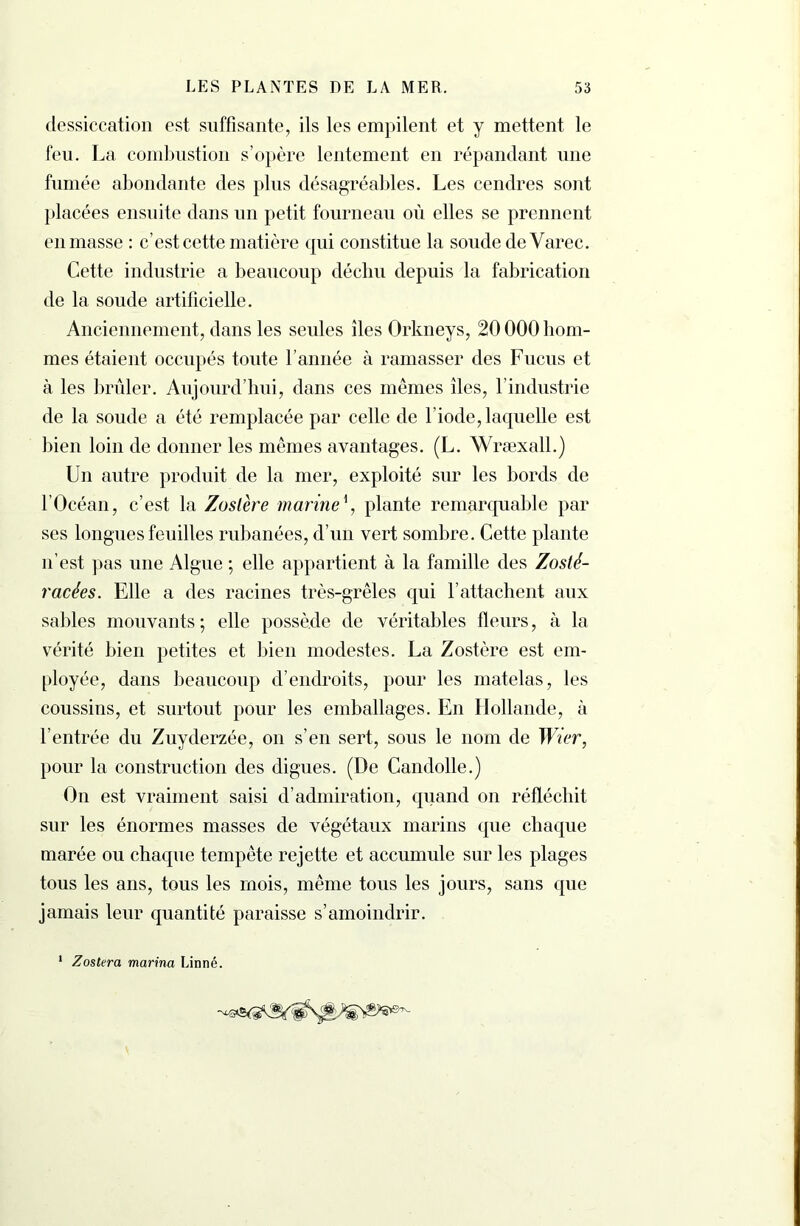 dessiccation est suffisante, ils les empilent et y mettent le feu. La combustion s’opère lentement en répandant une fumée abondante des plus désagréables. Les cendres sont placées ensuite dans un petit fourneau où elles se prennent en masse : c’est cette matière qui constitue la soude de Varec. Cette industrie a beaucoup déchu depuis la fabrication de la soude artificielle. Anciennement, dans les seules îles Orkneys, 20 000 hom- mes étaient occupés toute l’année à ramasser des Fucus et à les brûler. Aujourd’hui, dans ces mêmes îles, l’industrie de la soude a été remplacée par celle de l’iode, laquelle est bien loin de donner les mêmes avantages. (L. Wræxall.) Un autre produit de la mer, exploité sur les bords de l’Océan, c’est la Zoslère marineplante remarquable par ses longues feuilles rubanées, d’un vert sombre. Cette plante n’est pas une Algue ; elle appartient à la famille des Zosld- racées. Elle a des racines très-grêles qui l’attachent aux sables mouvants; elle possède de véritables fleurs, à la vérité bien petites et bien modestes. La Zostère est em- ployée, dans beaucoup d’endroits, pour les matelas, les coussins, et surtout pour les emballages. En Hollande, à l’entrée du Zuyderzée, on s’en sert, sous le nom de Wier, pour la construction des digues. (De Candolle.) On est vraiment saisi d’admiration, quand on réfléchit sur les énormes masses de végétaux marins que chaque marée ou chaque tempête rejette et accumule sur les plages tous les ans, tous les mois, même tous les jours, sans que jamais leur quantité paraisse s’amoindrir. 1 Zostna marina Linné.