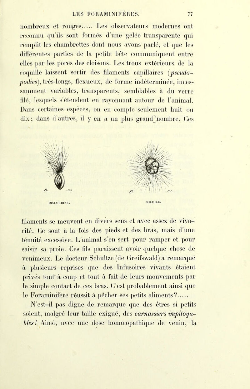 nombreux et rouges Les observateurs modernes ont reconnu qu’ils sont formés d’une gelée transparente qui remplit les chambrettes dont nous avons parlé, et que les différentes parties de la petite bête communiquent entre elles par les pores des cloisons. Les trous extérieurs de la coquille laissent sortir des filaments capillaires (pseudo- podies), très-longs, flexueux, de forme indéterminée, inces- samment variables, transparents, semblables à du verre lilé, lesquels s’étendent en rayonnant autour de l’animal. Dans certaines espèces, on en compte seulement huit ou dix; dans d’autres, il y en a un plus grand nombre. Ces DISCORB1NE. M1LIOLE. filaments se meuvent en divers sens et avec assez de viva- cité. Ce sont à la fois des pieds et des bras, mais d’une ténuité excessive. L’animal s’en sert pour ramper et pour saisir sa proie. Ces fils paraissent avoir quelque chose de venimeux. Le docteur Schultze (de Greifswald) a remarqué à plusieurs reprises que des Infusoires vivants étaient privés tout' à coup et tout à fait de leurs mouvements par le simple contact de ces bras. C’est probablement ainsi que le Foraminifère réussit à pêcher ses petits aliments? N’est-il pas digne de remarque que des êtres si petits soient, malgré leur taille exiguë, des carnassiers impitoya- bles! Ainsi, avec une dose homœopatliique de venin, la