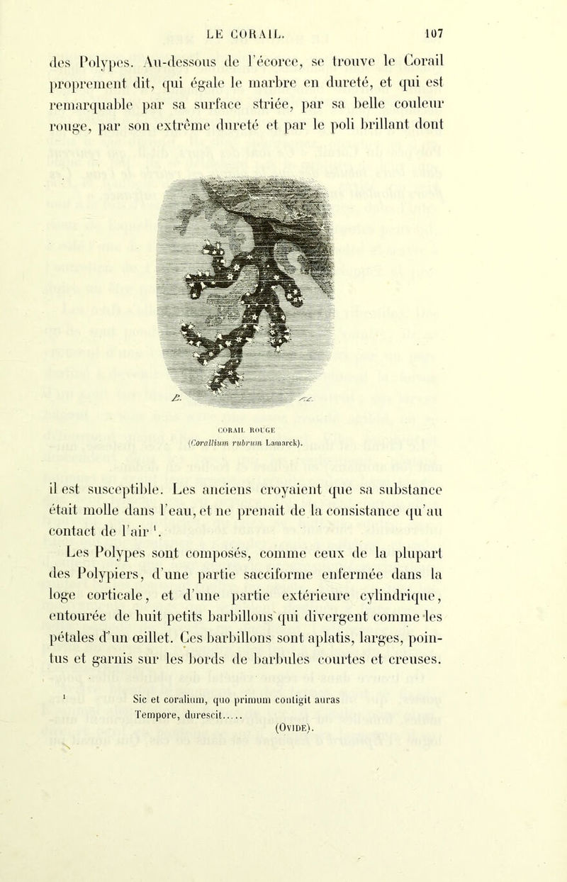 des Polypes. Au-dessous de l’écorce, se trouve le Corail proprement dit, qui égale le marbre en dureté, et qui est remarquable par sa surface striée, par sa belle couleur rouge, par son extrême dureté et par le poli brillant dont CORAIL ROUGE (Corallium rubrum Lamarck). il est susceptible. Les anciens croyaient que sa substance était molle dans l’eau, et ne prenait de la consistance qu’au contact de l’air '. Les Polypes sont composés, comme ceux de la plupart des Polypiers, d’une partie sacciforme enfermée dans la loge corticale, et d’une partie extérieure cylindrique, entourée de huit petits barbillons qui divergent comme les pétales d’un œillet. Ces barbillons sont aplatis, larges, poin- tus et garnis sur les bords de barbules courtes et creuses. 1 Sic et coralium, quo primum contigit auras Tempore, durescit N (Ovide).