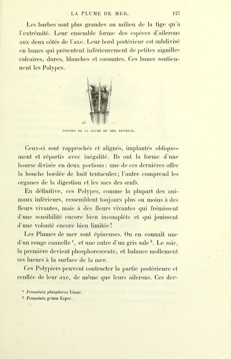 Les barbes sont plus grandes au milieu de la tige qu’à l’extrémité. Leur ensemble forme des espèces d’ailerons aux deux cotés de l’axe. Leur bord postérieur est subdivisé en lames qui présentent inférieurement de petites aiguilles calcaires, dures, blanches et cassantes. Ces lames soutien- nent les Polypes. J. POLYPES DE LA PLUME DE MER ÉPINEUSE. Ceux-ci sont rapprochés et alignés, implantés oblique- ment et répartis avec inégalité. Ils ont la forme d’une bourse divisée en deux portions : une de ces dernières offre la bouche bordée de huit tentacules; l’autre comprend les organes de la digestion et les sacs des œufs. En définitive, ces Polypes, comme la plupart des ani- maux inférieurs, ressemblent toujours plus ou moins à des Heurs vivantes, mais à des fleurs vivantes qui frémissent d’une sensibilité encore bien incomplète et qui jouissent d’une volonté encore bien limitée ! Les Plumes de mer sont épineuses. On en connaît une d’un rouge cannelle l, et une autre d’un gris sale2. Le soir, la première devient phosphorescente, et balance mollement ses lueurs à la surface de la mer. Ces Polypiers peuvent contracter la partie postérieure et renflée de leur axe, de même que leurs ailerons. Ces der- 1 Pennatula phosphorea Linné. 2 Pennatula grisea Esper.