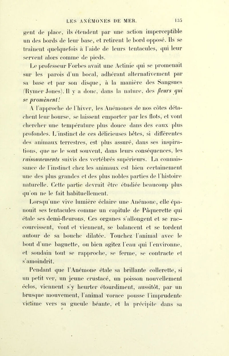 gent de place, ils étendent par une action imperceptible un des bords de leur base, et retirent le bord opposé. Us se traînent quelquefois à l aide de leurs tentacules, qui leur servent alors comme <le pieds. Le professeur Forbes avait une Actinie qui se promenait sur les parois d’un bocal, adhérant alternativement par sa base et par son disque, à la manière des Sangsues (Rvmer Jones). Il y a donc, dans la nature, des fleurs qui se promènent! A l’approche de l’hiver, les Anémones de nos côtes déta- chent leur bourse, se laissent emporter par les flots, et vont chercher une température plus douce dans des eaux plus profondes. L instinct de ces délicieuses bêtes, si différentes des animaux terrestres, est plus assuré, dans ses inspira- tions, <pie ne le sont souvent, dans leurs conséquences, les raisonnements suivis des vertébrés supérieurs. La connais- sance de 1 instinct chez les animaux est bien certainement une des plus grandes et des plus nobles parties de l'histoire naturelle. Cette partie devrait être étudiée beaucoup plus qu’on ne le fait habituellement. Lorsqu’une vive lumière éclaire une Anémone, elle épa- nouit ses tentacules comme un capitule de Pâquerette qui étale ses demi-fleurons. Ces organes s’allongent et se rac- courcissent, vont et viennent, se balancent et se tordent autour de sa bouche dilatée. Touchez l’animal avec le bout d’une baguette, ou bien agitez l’eau qui l’environne, et soudain tout se rapproche, se ferme, se contracte el s’amoindrit. Pendant que l’Anémone étale sa brillante collerette, si un petit ver, un jeune crustacé, un poisson nouvellement éclos, viennent s’y heurter étourdiment, aussitôt, par un brusque mouvement, l’animal vorace pousse l’imprudente victime vers sa gueule béante, et Ih précipite dans sa
